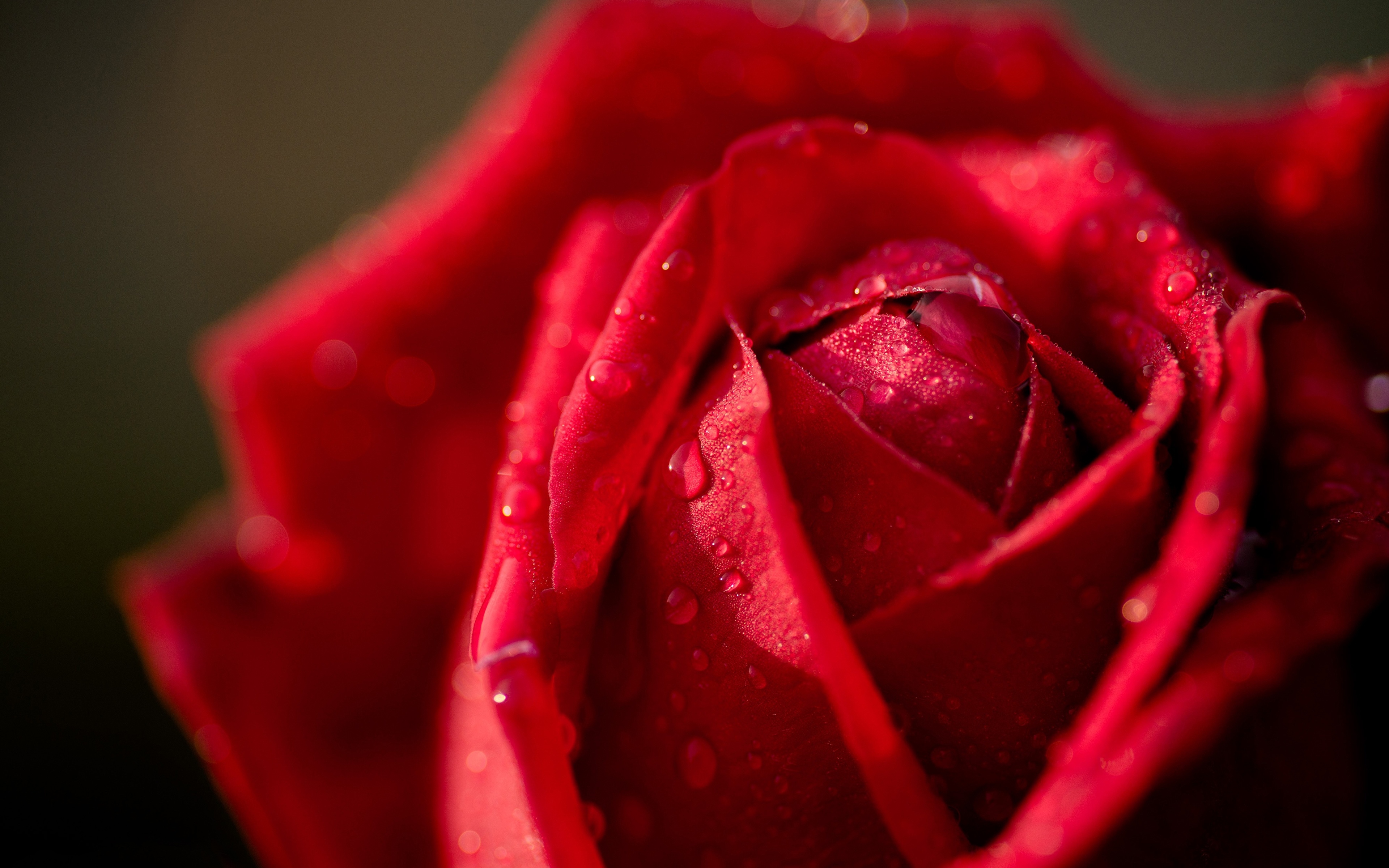 Photo Red Roses Drops Flowers Closeup 3840x2400 rose flower