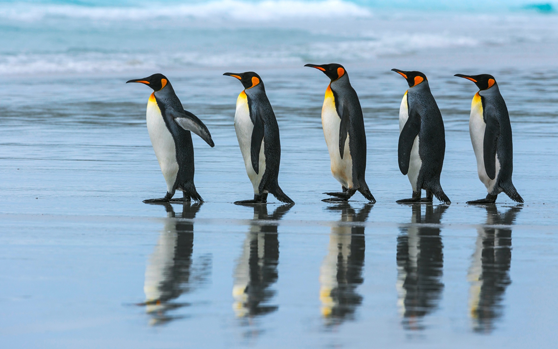 Wallpaper Penguins 5 King penguin Stroll animal 1920x1200