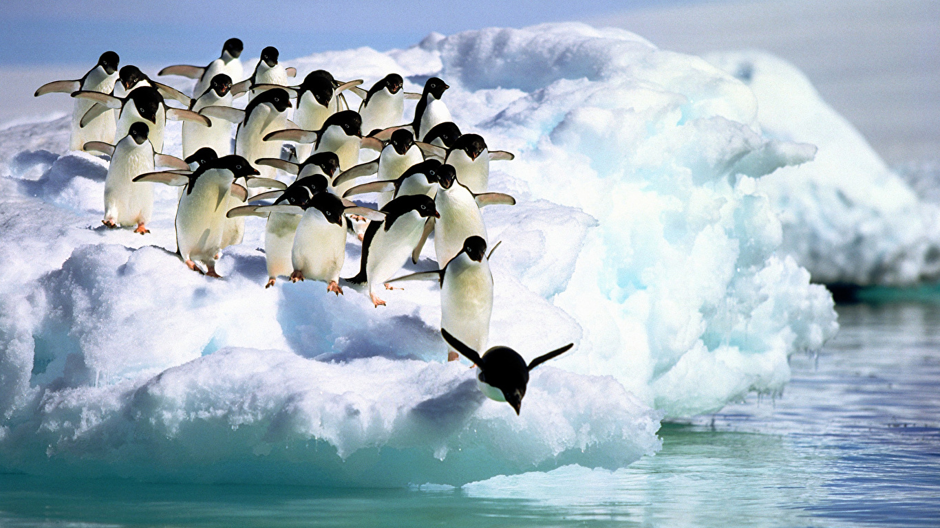 壁紙 1366x768 ペンギン Adelie Penguins Antarctica 動物 ダウンロード 写真