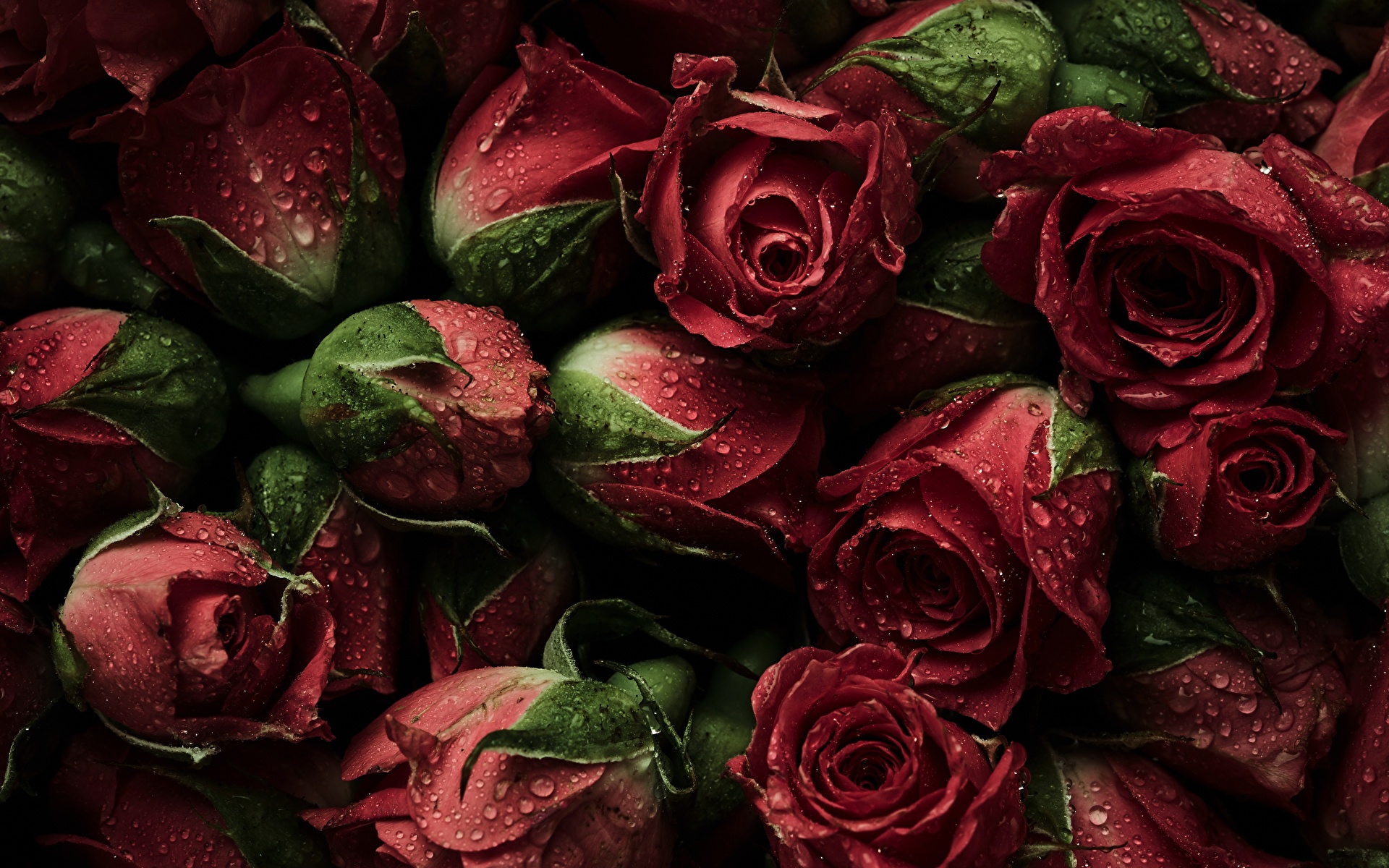 红玫瑰-鲜花桌面壁纸-2560x1600下载 | 10wallpaper.com