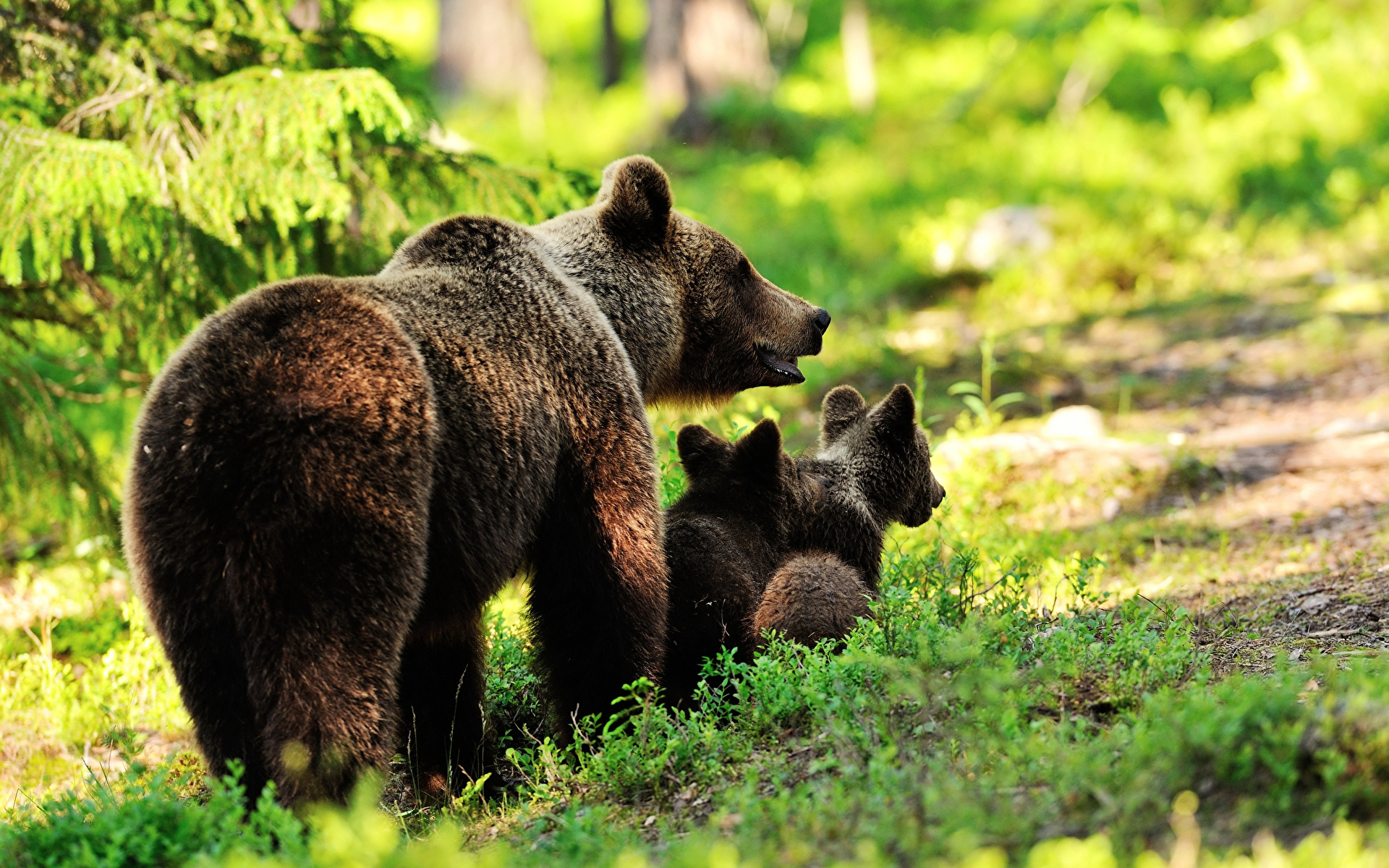 Fotos ein Bär Jungtiere ein Tier 1920x1200 babys Bären Tiere