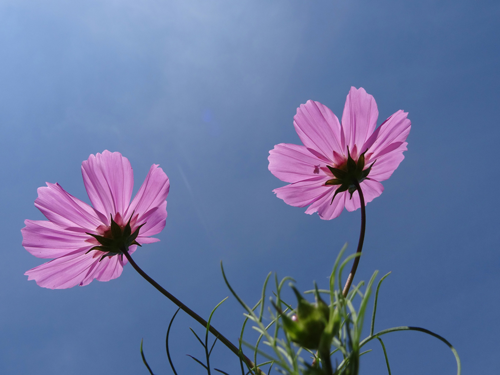 Fondos De Pantalla 1600x1200 Cosmos Planta De Cerca Dos Rosa Color Flores Descargar Imagenes 2238