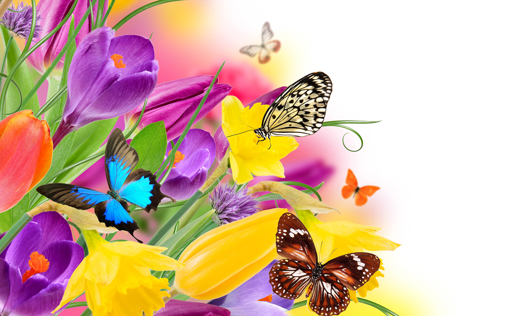Картинка день бабочек. Яркие цветы. Бабочка на цветке. Яркие бабочки. Яркие цветы и бабочки.