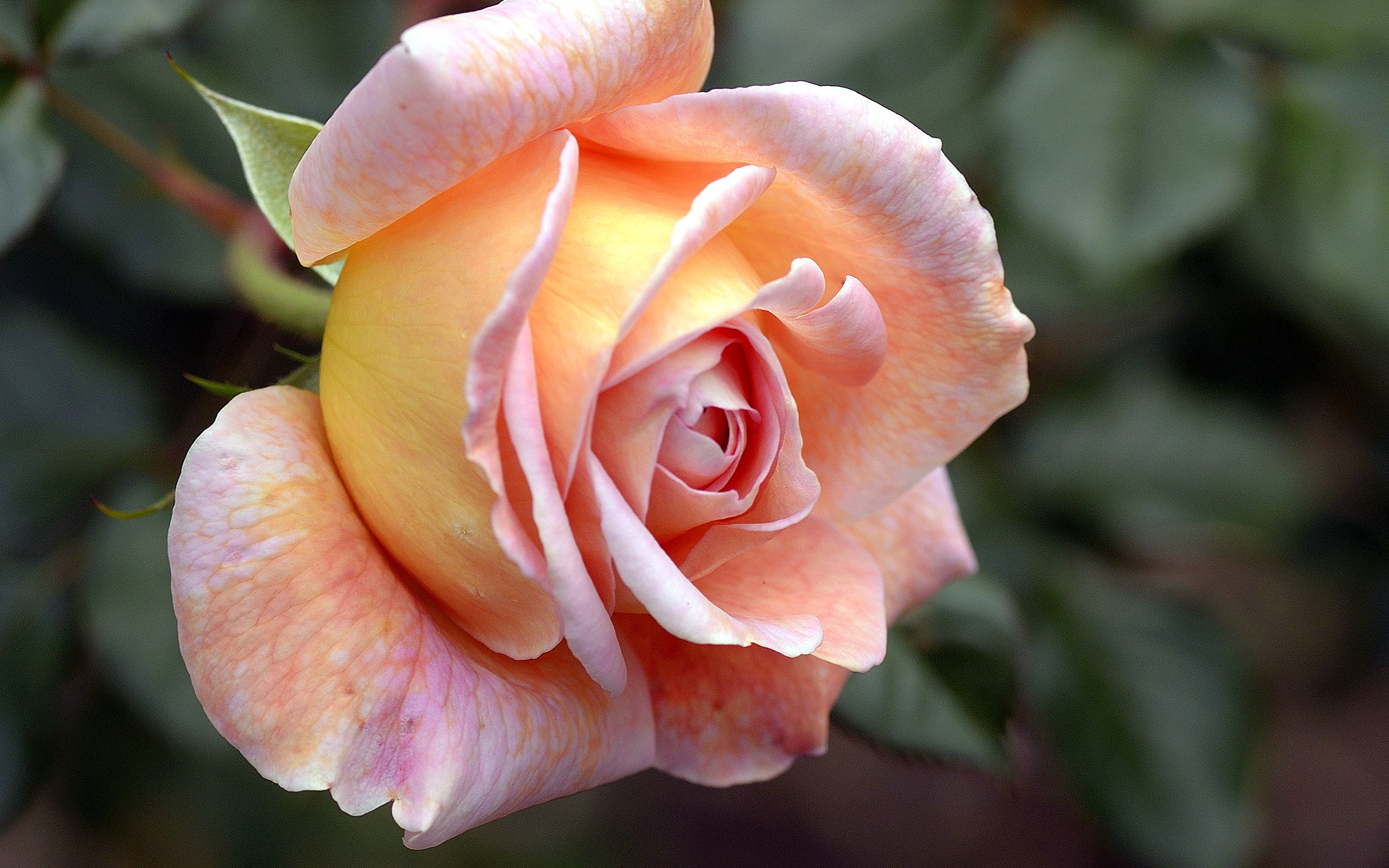 Afbeelding Rozen Bloemen van dichtbij 3840x2400 roos bloem Close-up