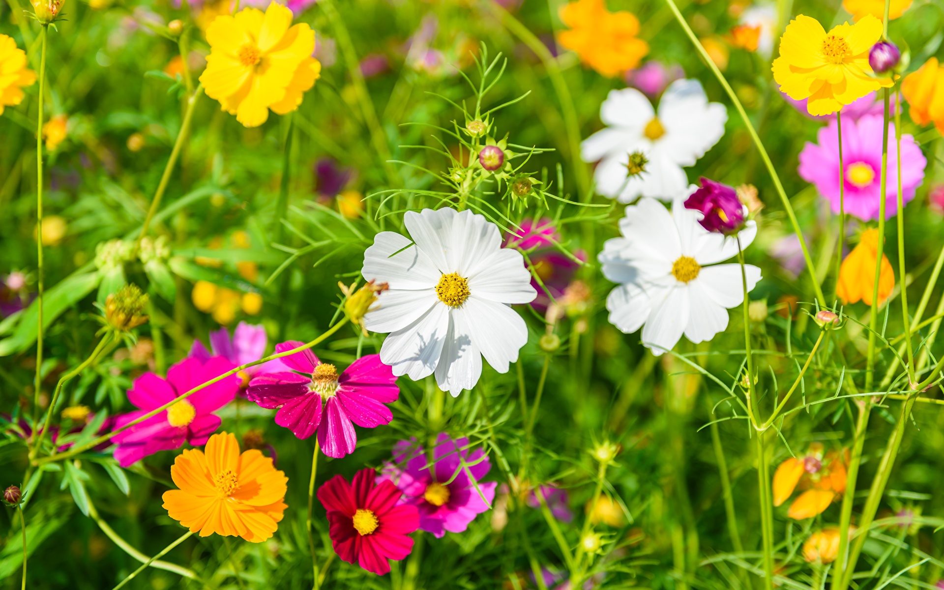 Photos Summer Flowers Grasslands Cosmos plant 1920x1200