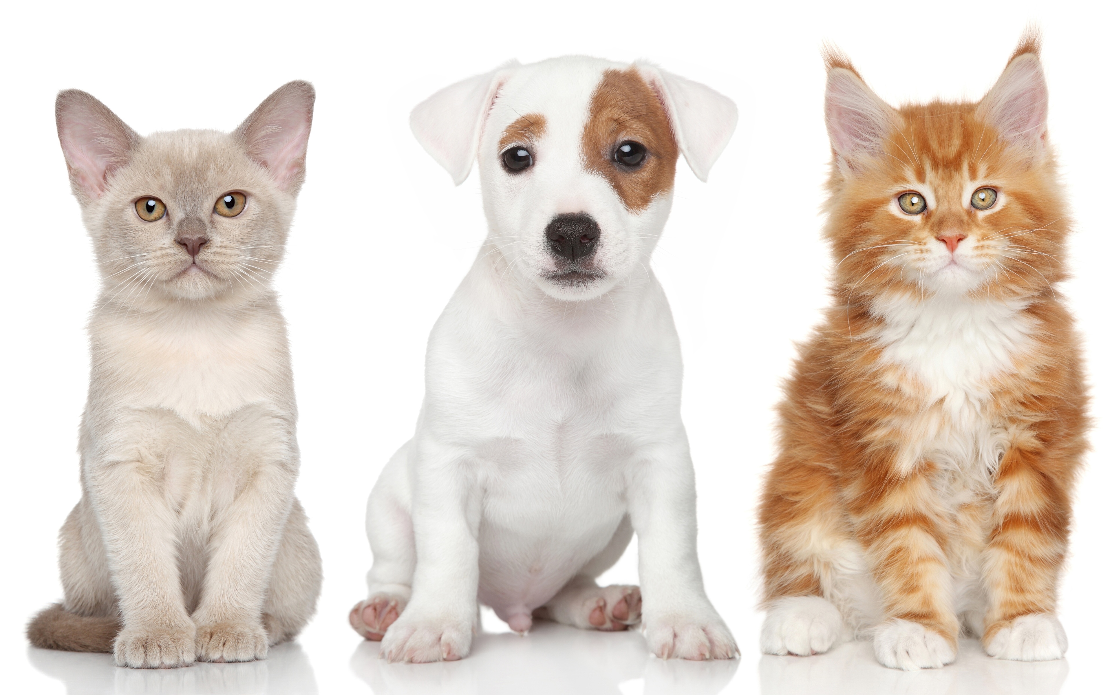 Wallpaper Puppies Kittens Jack Russell Terrier Cats Dogs