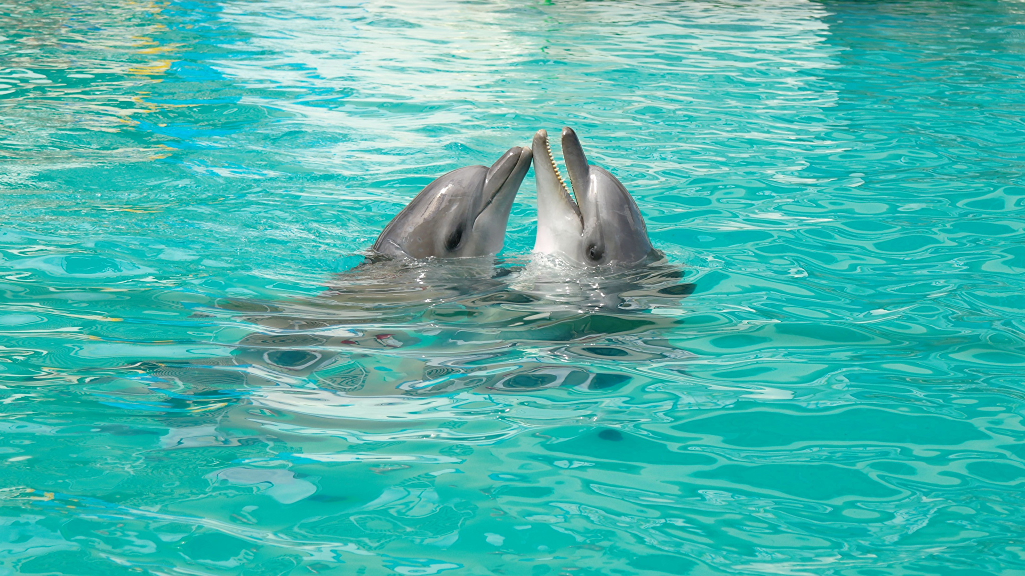 Живое море на телефон. Красивые дельфины. Дельфины в море. Обои с дельфинами. Дельфин в море.