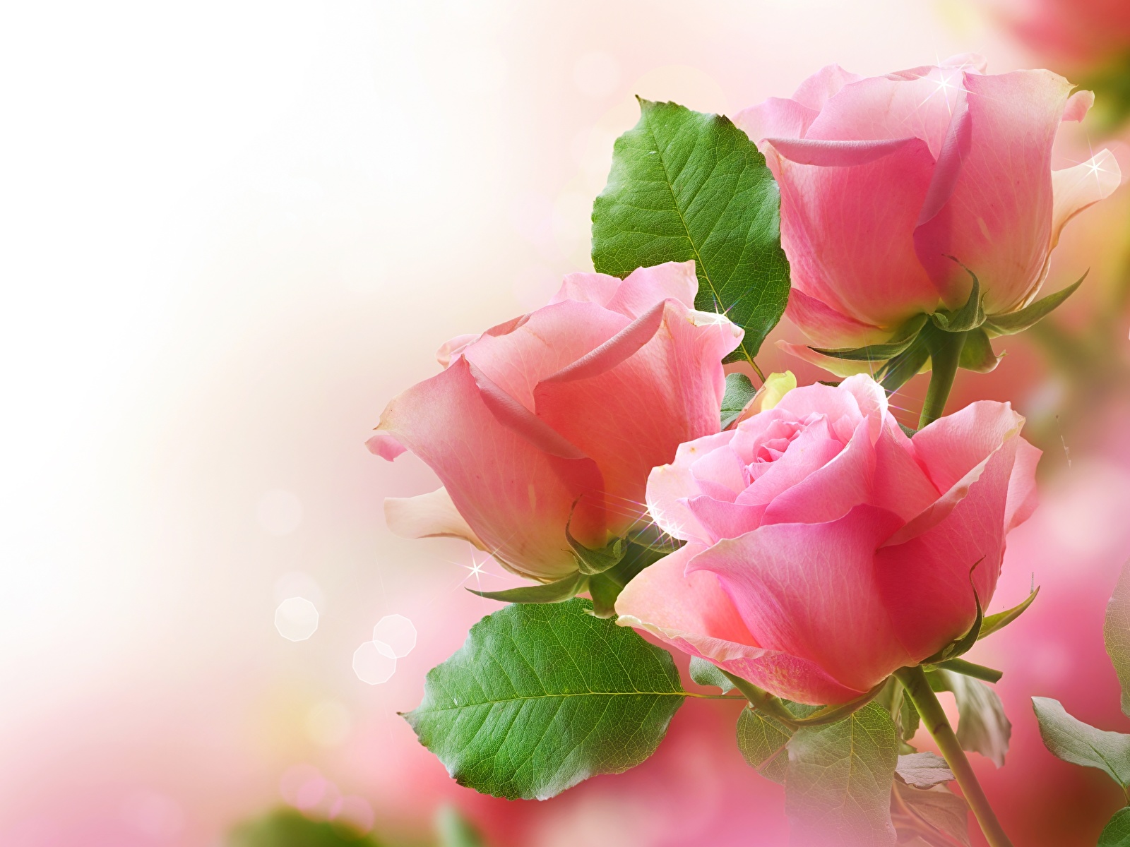 Sfondi del desktop Rose fiore 1600x1200 rosa Fiori