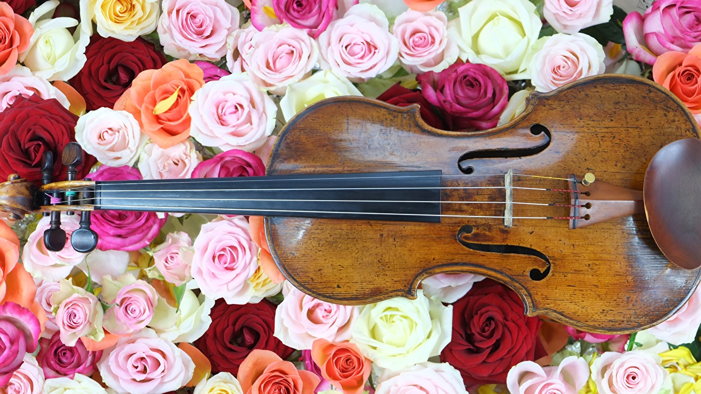 zdjęcie Skrzypce róża kwiat wiele Instrument muzyczny 1366x768 Róże Kwiaty Dużo