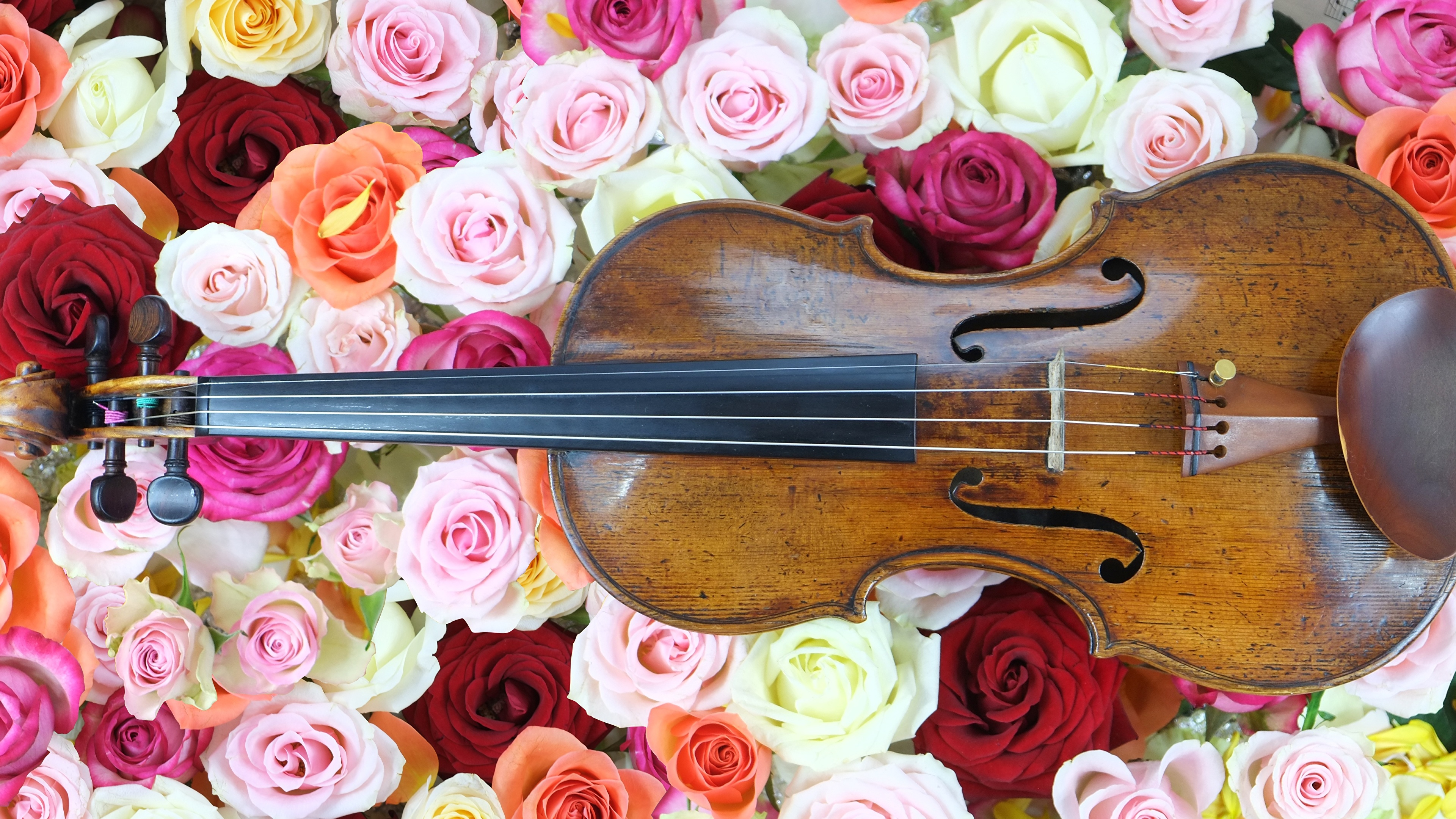 3840x2160 Rosas Muitas Instrumento musical Violino flor, rosa Flores