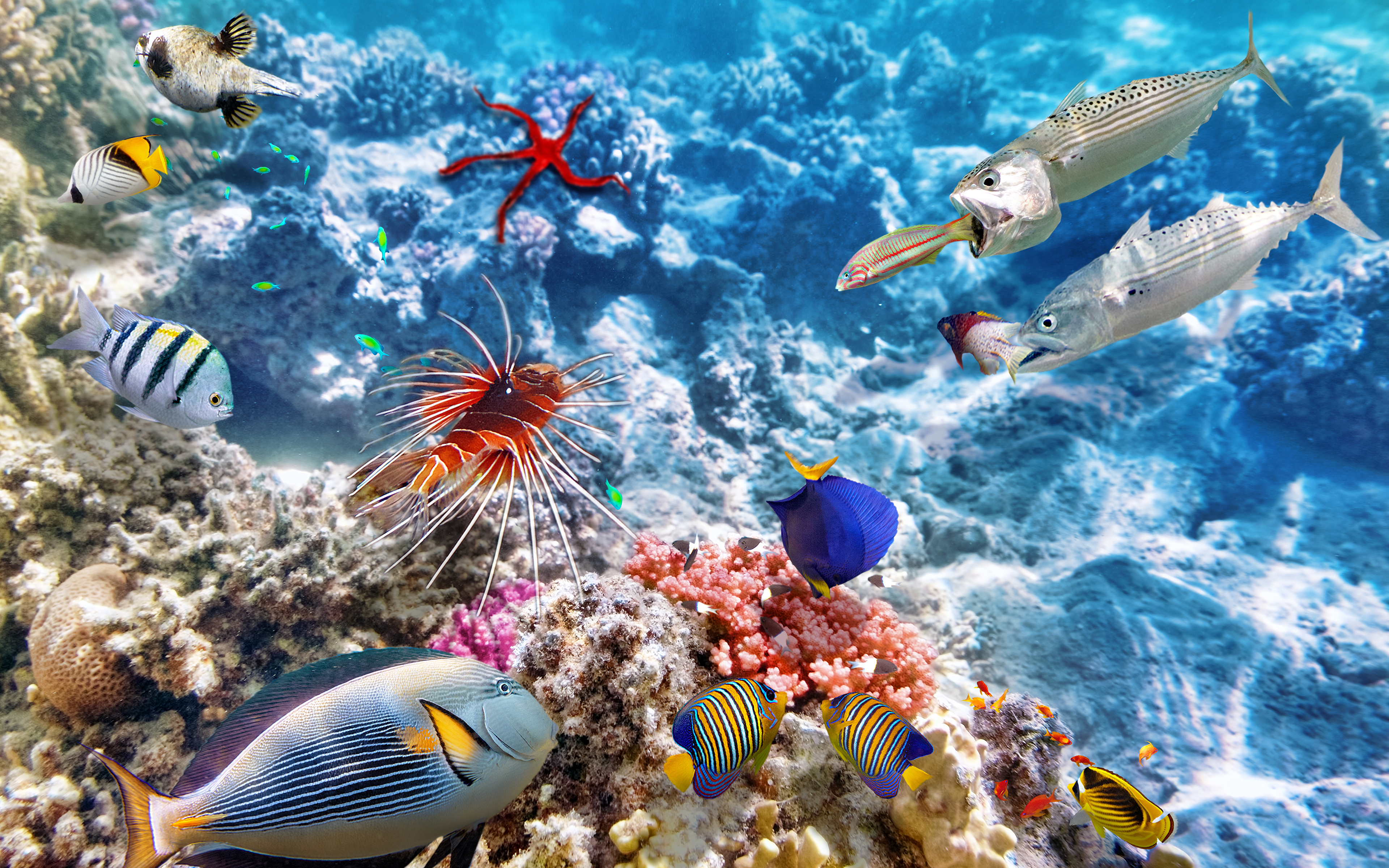 Природа подводный мир. Рифы в океане. Риф Фанадир. Подводный мир. Морской мир.