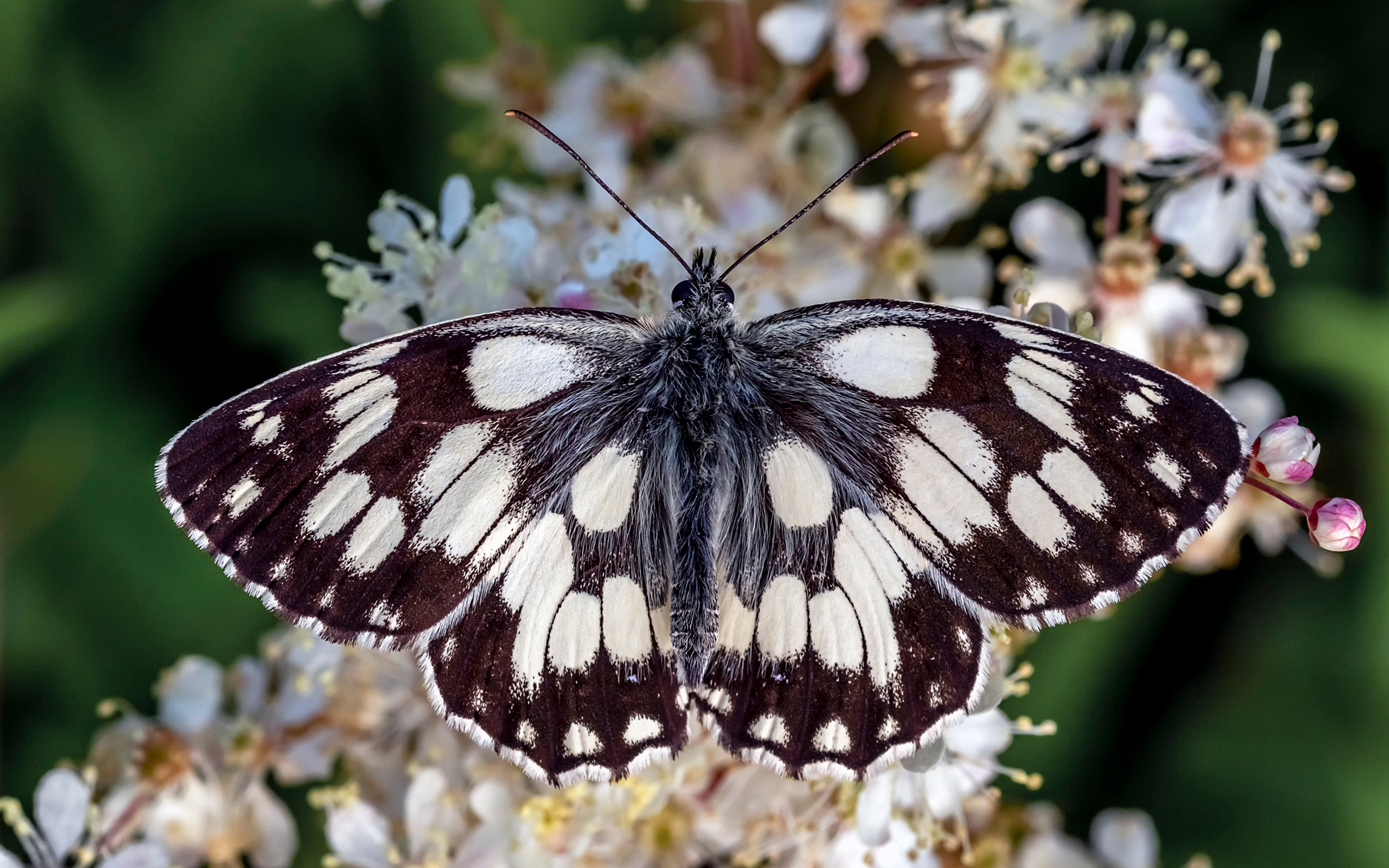 Pictures Insects Butterflies marbled white Closeup Animals 3840x2400 butterfly animal