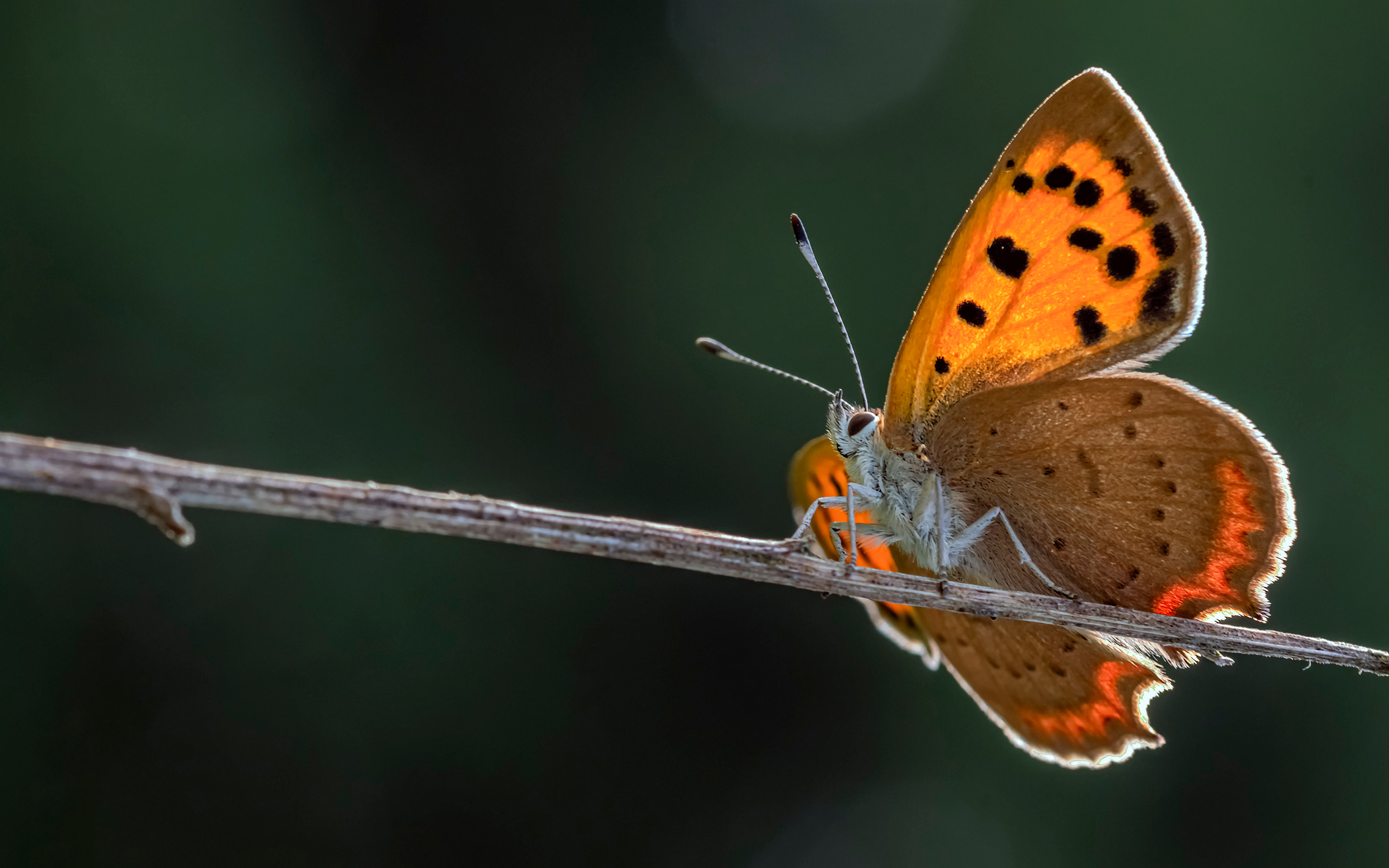 Achtergrond vlinder Insecten small copper Dieren Close-up 3840x2400 Vlinders een dier van dichtbij