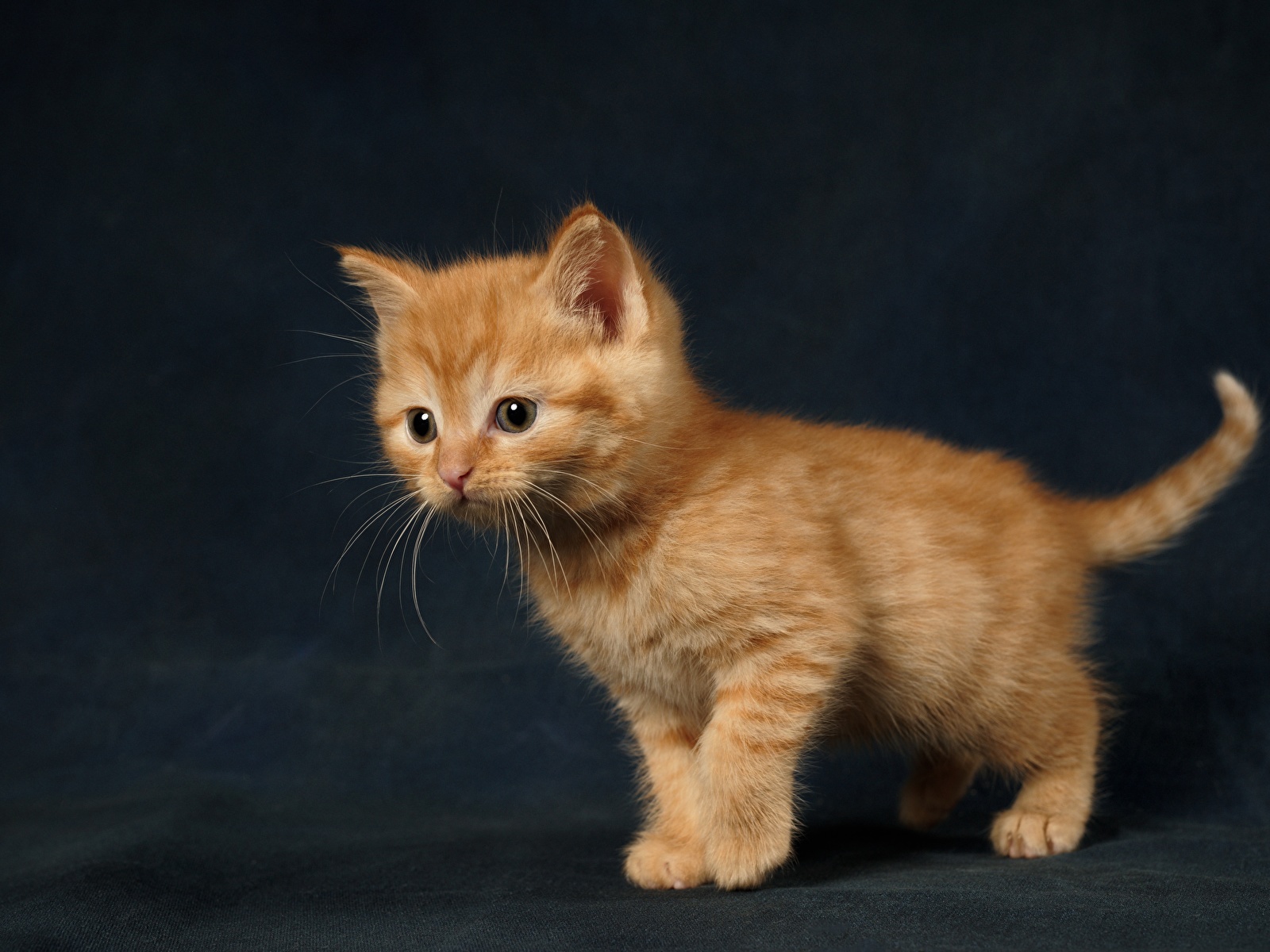壁紙 1600x10 オレンジ色動物 可愛い 子猫 動物 ダウンロード 写真