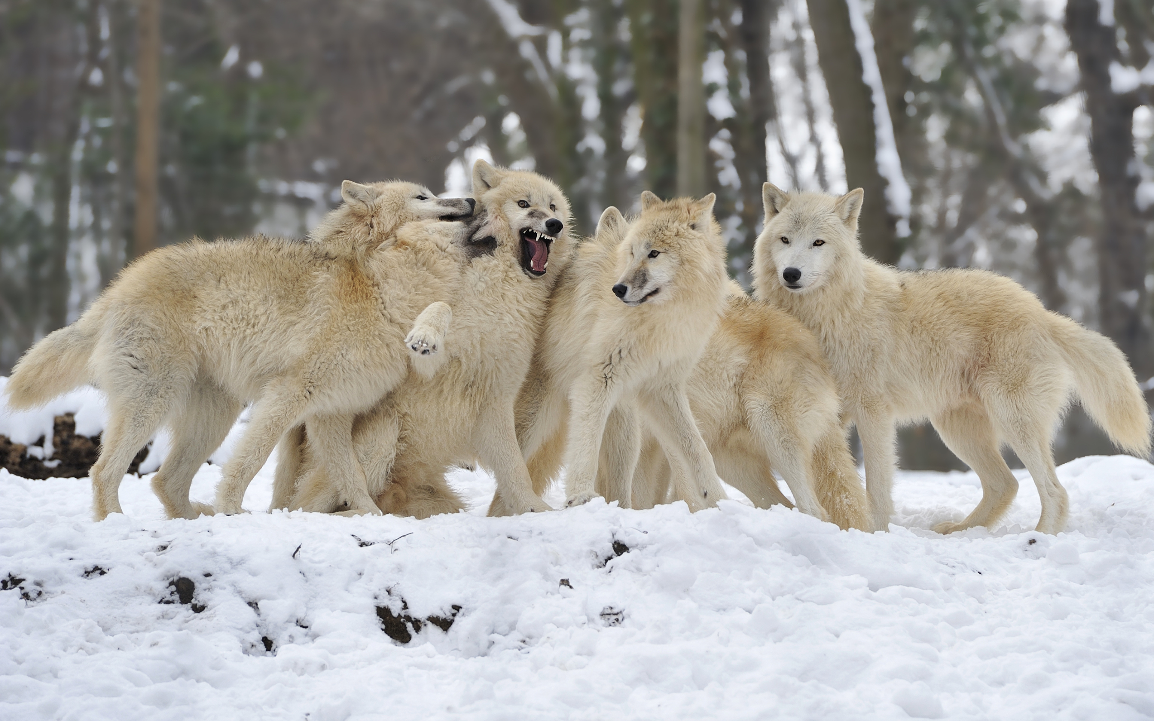 Родина дружелюбного волка. Стая тундровых Волков. Арктический Полярный волк.