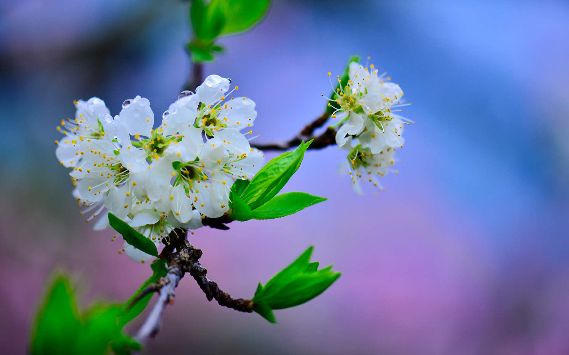 1920x1200 La floraison des arbres Cerise Cherry Branche fleur Fleurs