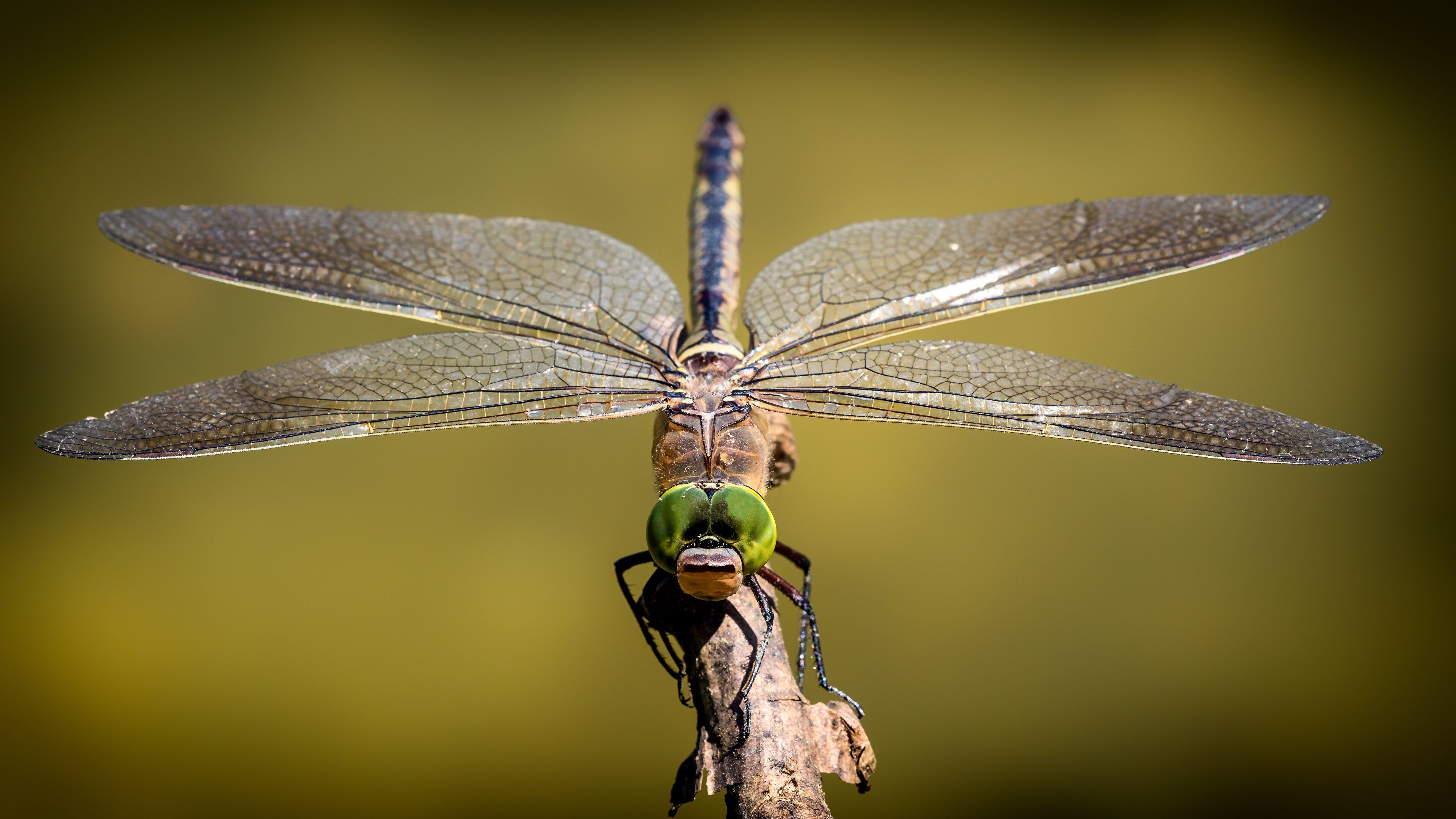 Foto Insekter Trollslanda Djur Narbild Fargad Bakgrund 3840x2160