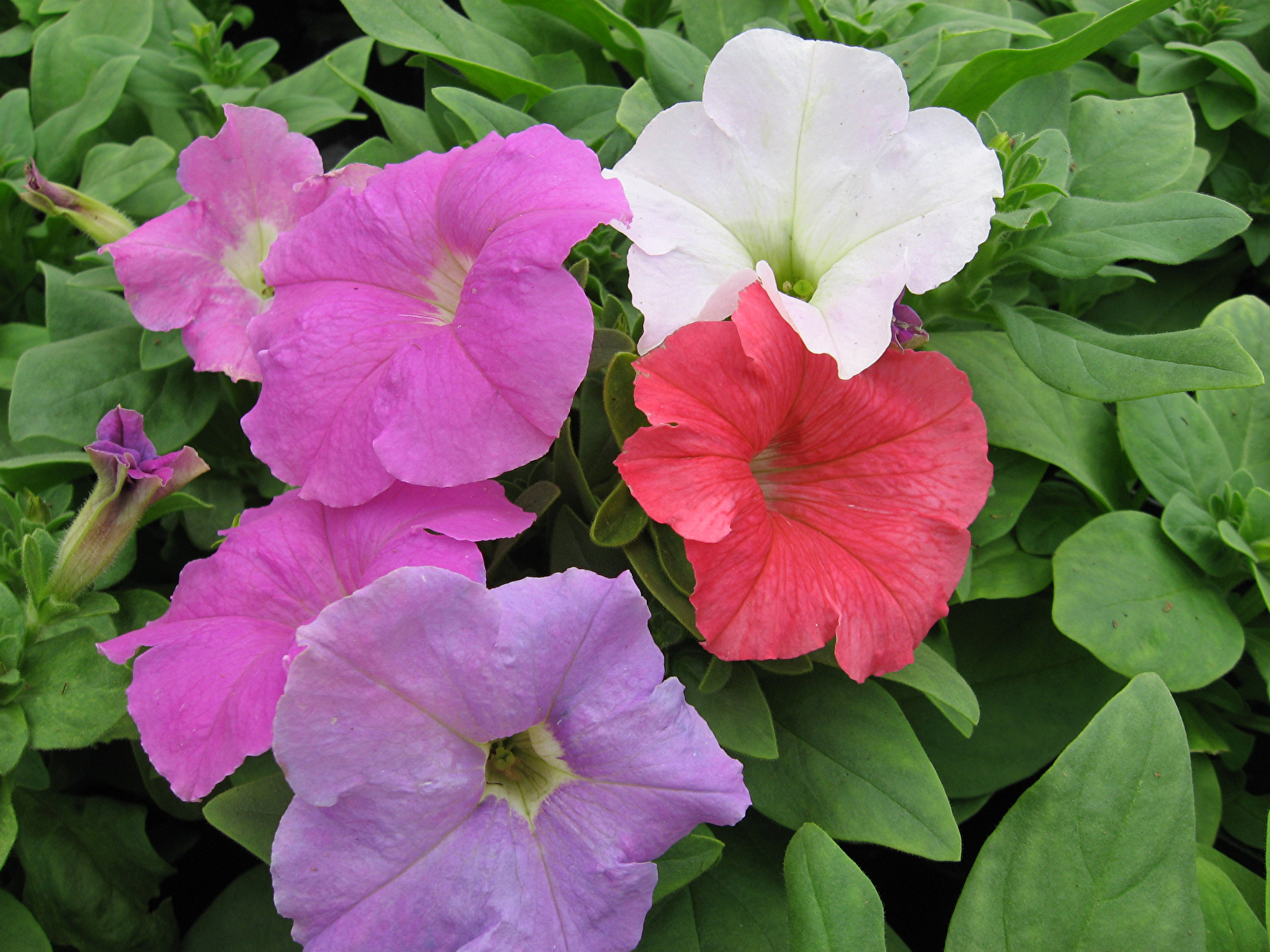 Image Multicolor Petunia Flowers Closeup 1600x1200