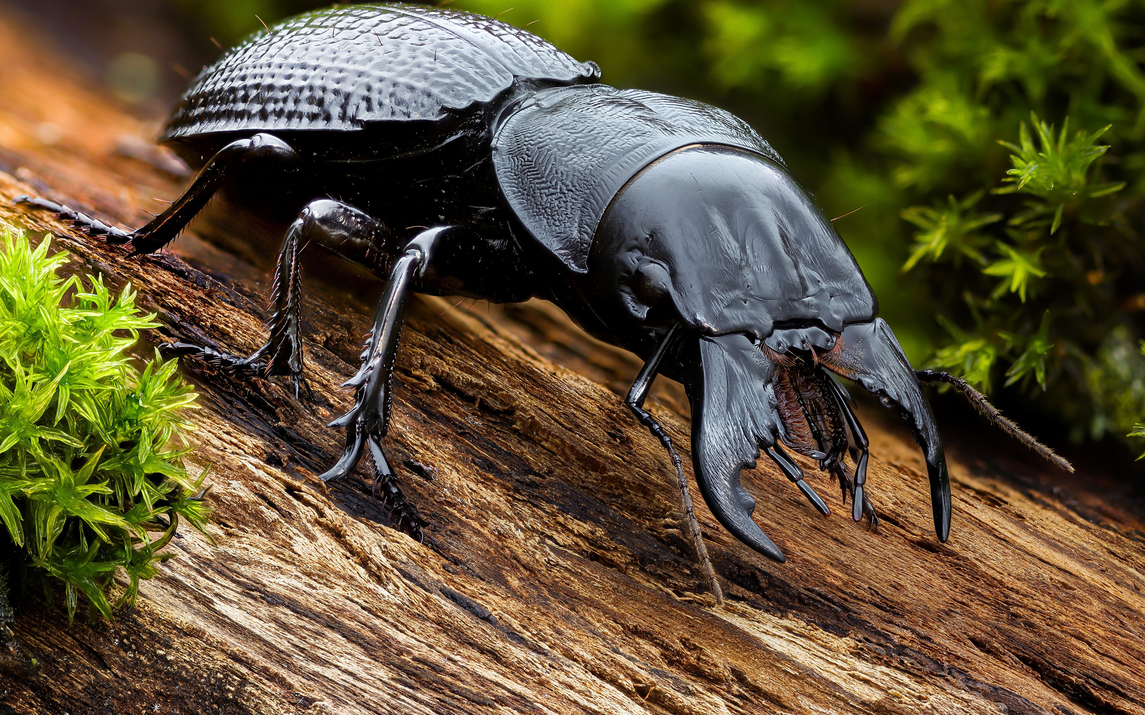 3840x2400 Coleoptera Insectos De cerca dinoscaris animales, un animal Animalia