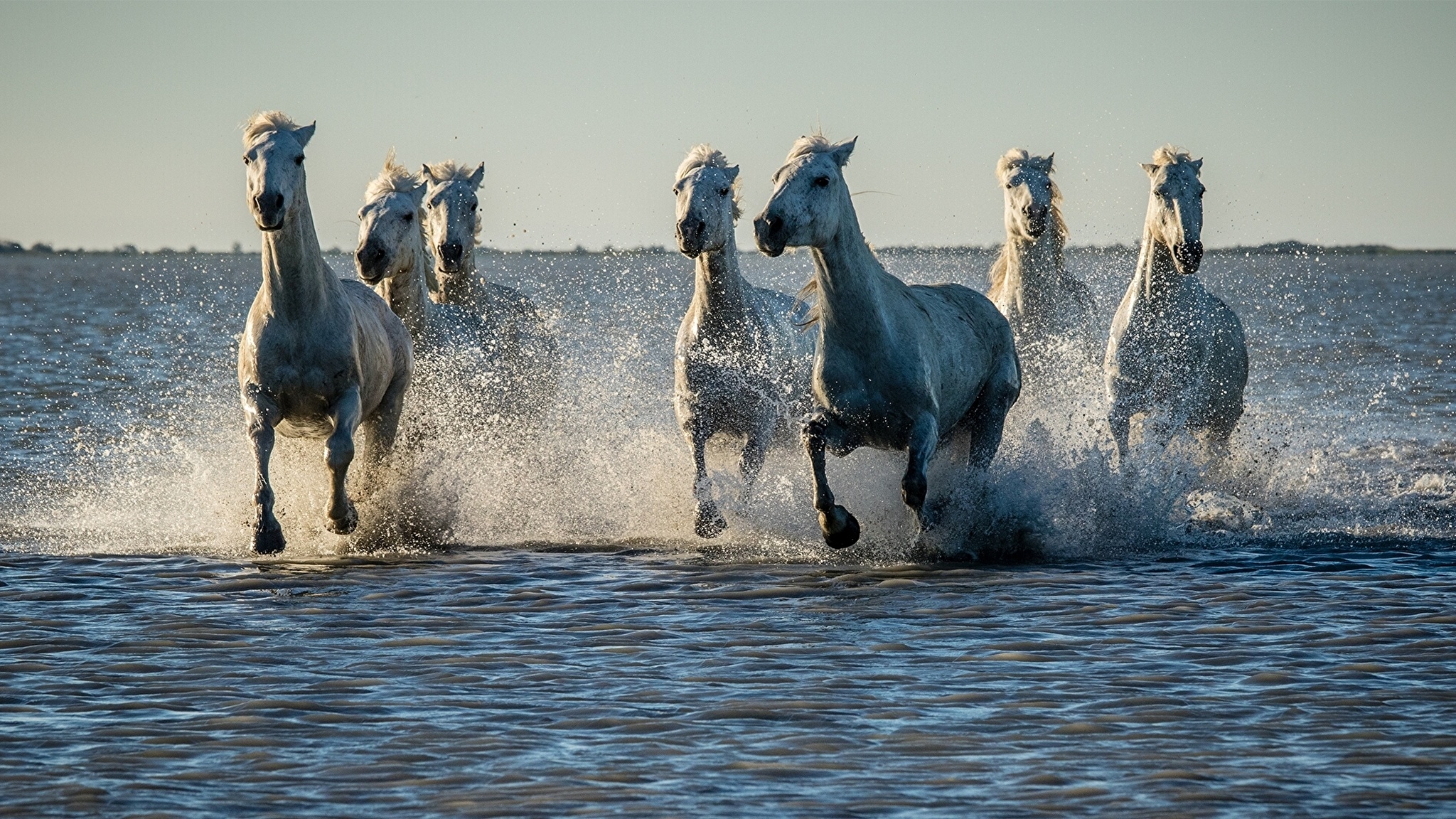 Лошадиная вода