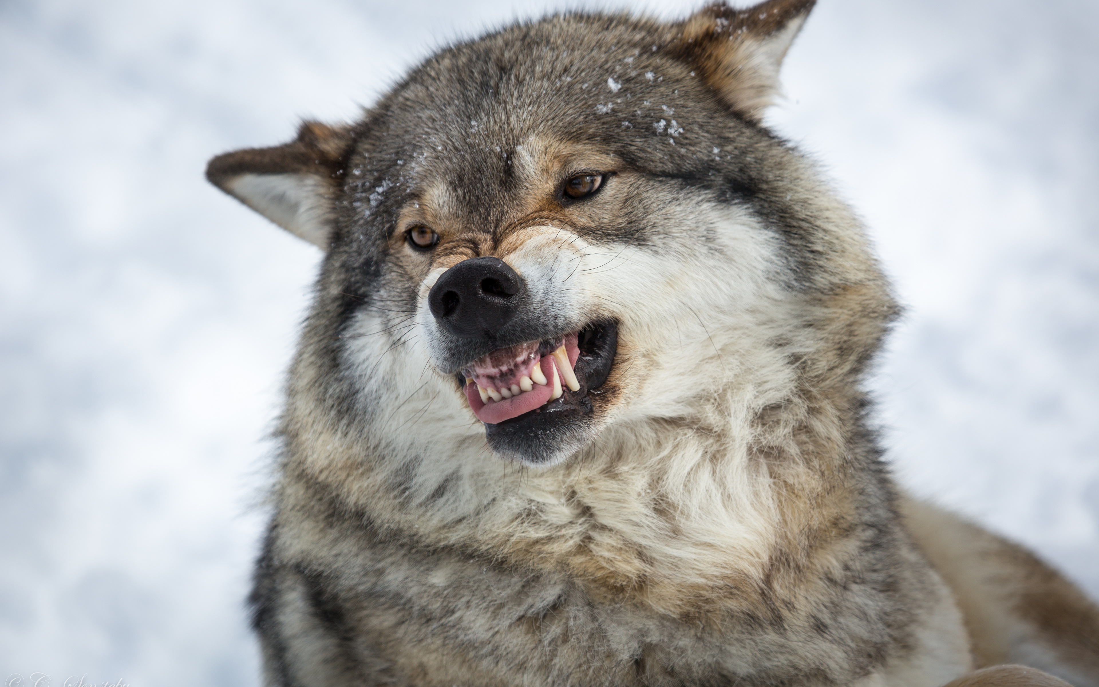 Волк оскал (64 фото)