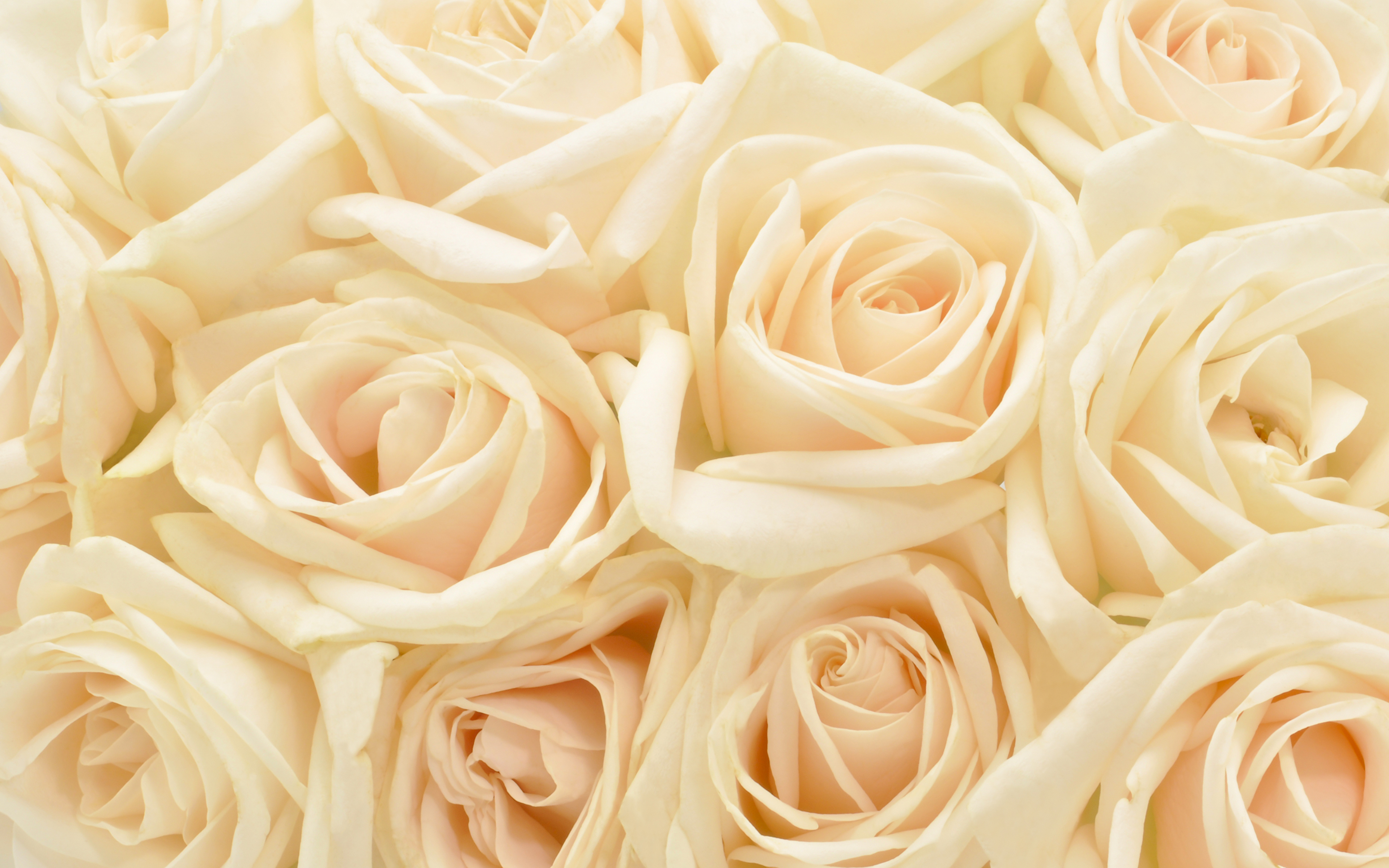 Photo Texture Roses White flower 3840x2400