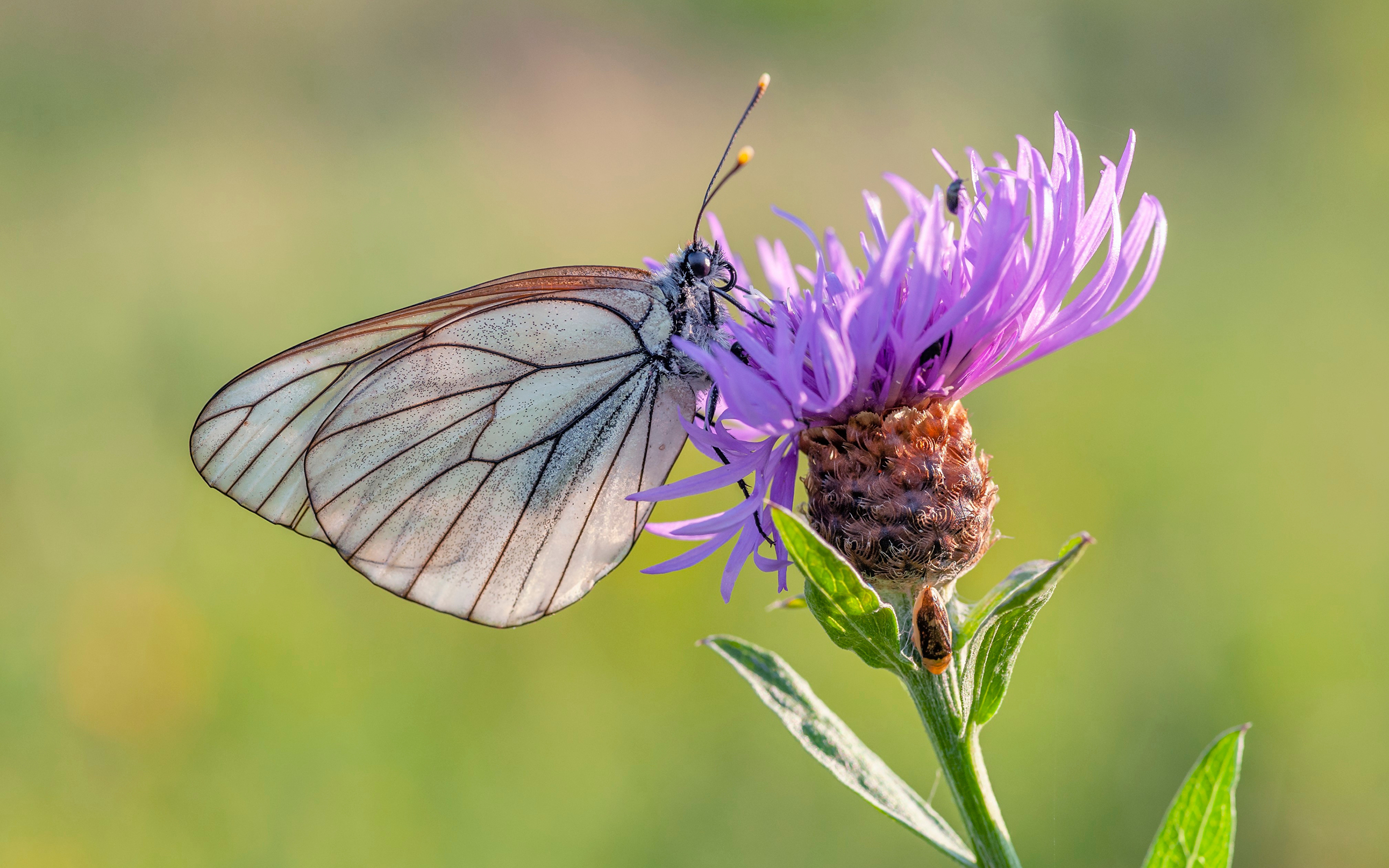 Bakgrundsbilder Insekter Fjärilar black-veined white Djur Närbild 3840x2400 fjäril