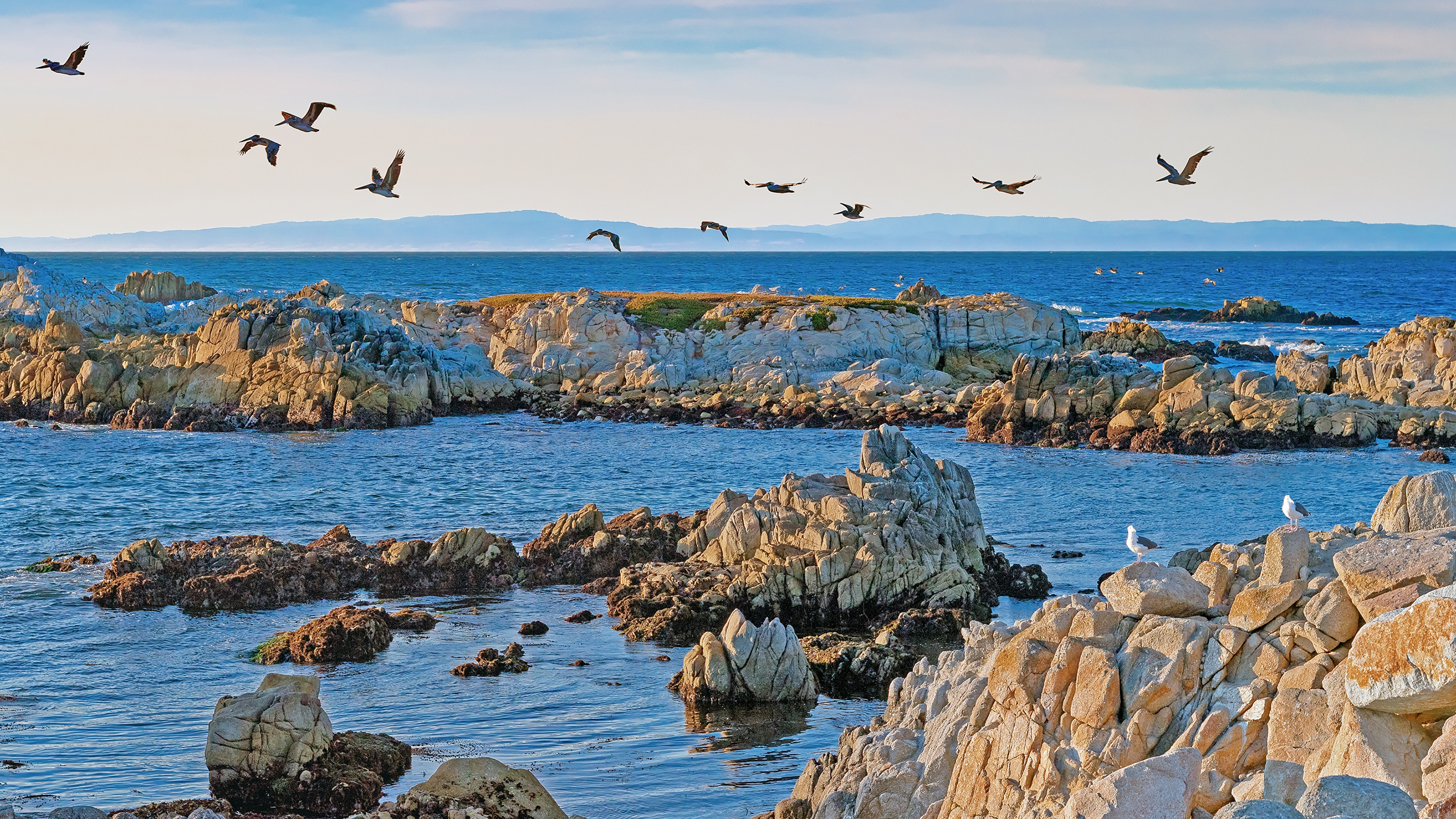 壁紙 3840x2160 アメリカ合衆国 海岸 鳥類 カモメ 海 石 カリフォルニア州 自然 ダウンロード 写真