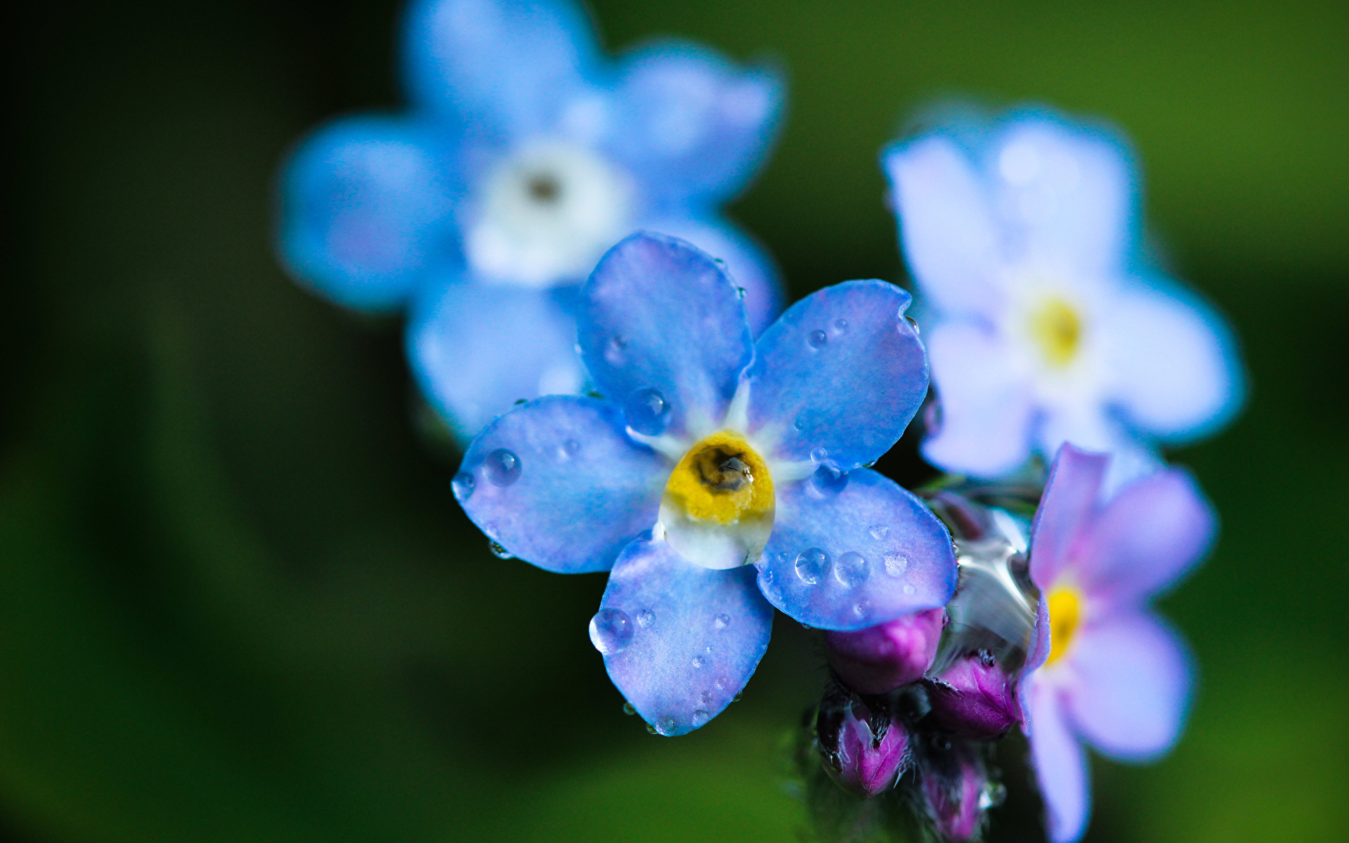 Image Forget-me-not Light Blue Flowers Closeup 1920x1200