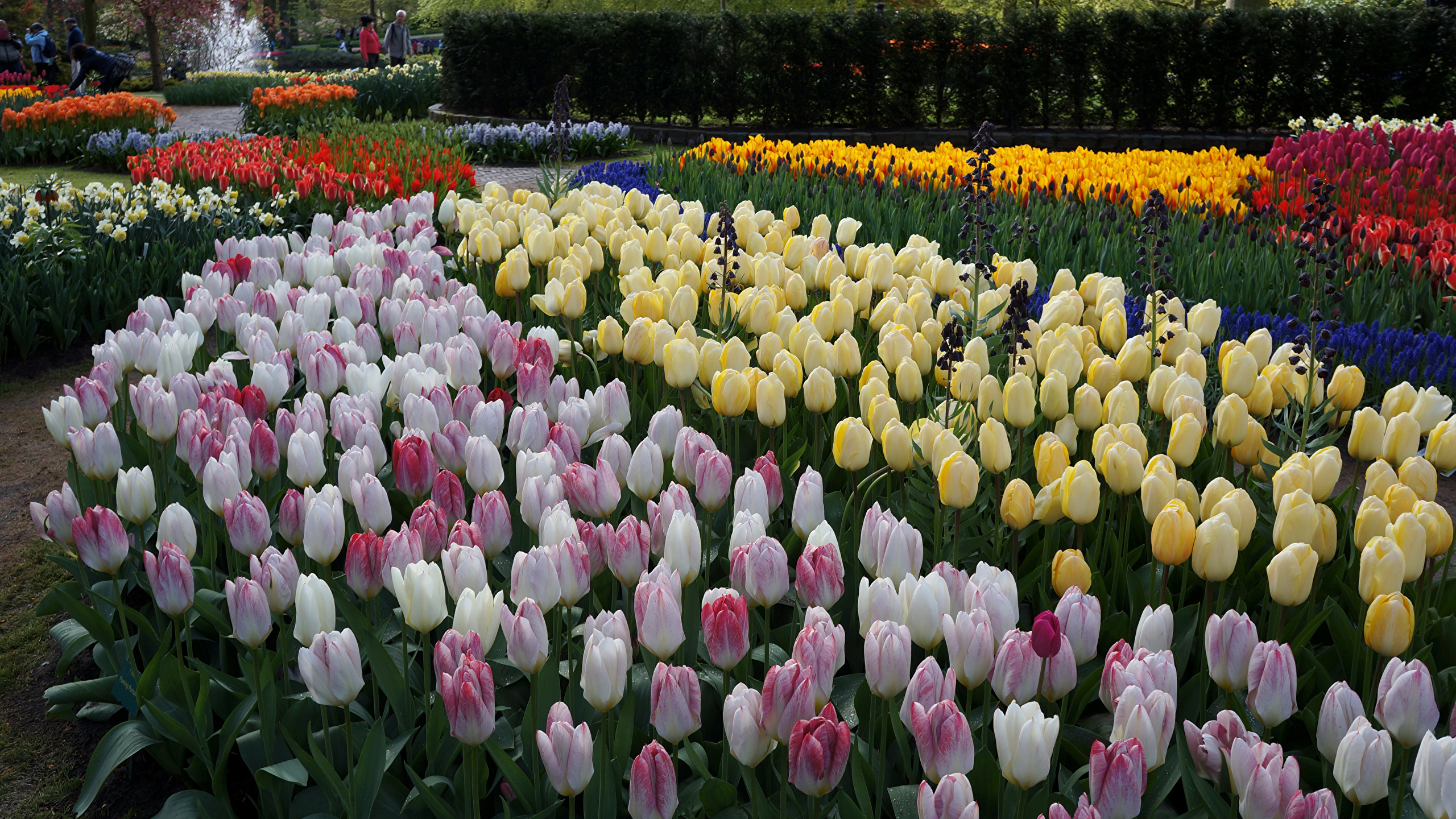 Picture Netherlands Keukenhof tulip Parks flower Many 2560x1440