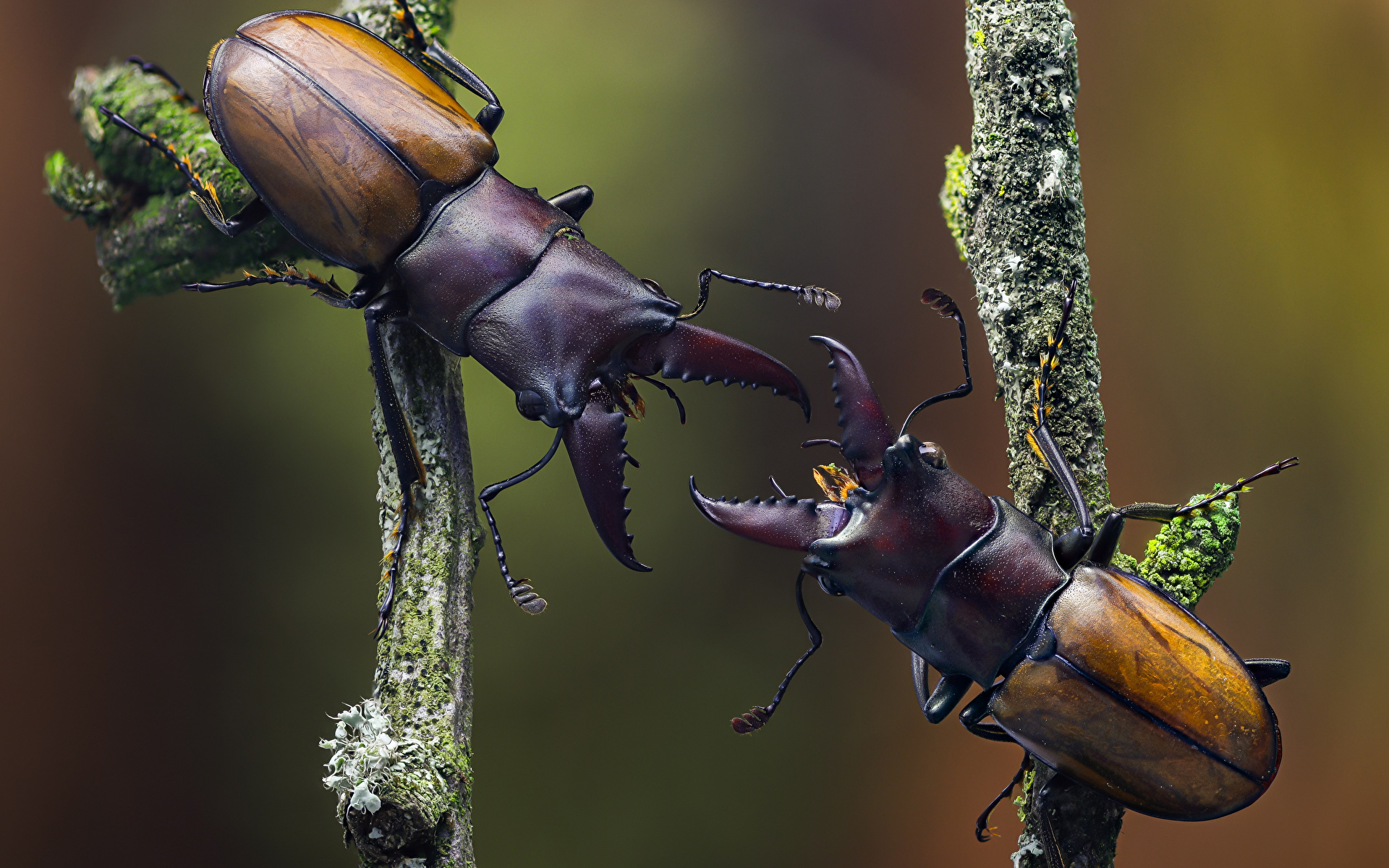 Картинки Жуки насекомое cyclommatus bicolor Двое Животные Крупным планом 1920x1200 Насекомые 2 два две вдвоем вблизи животное