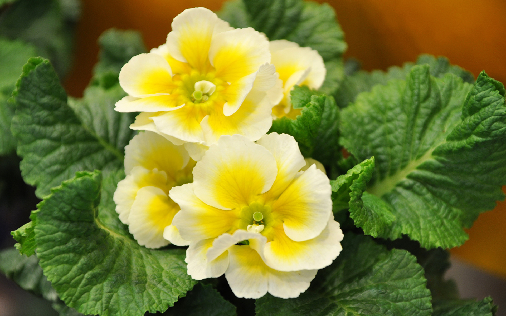 Fondos de Pantalla 1920x1200 Primula De cerca Amarillo Flores descargar