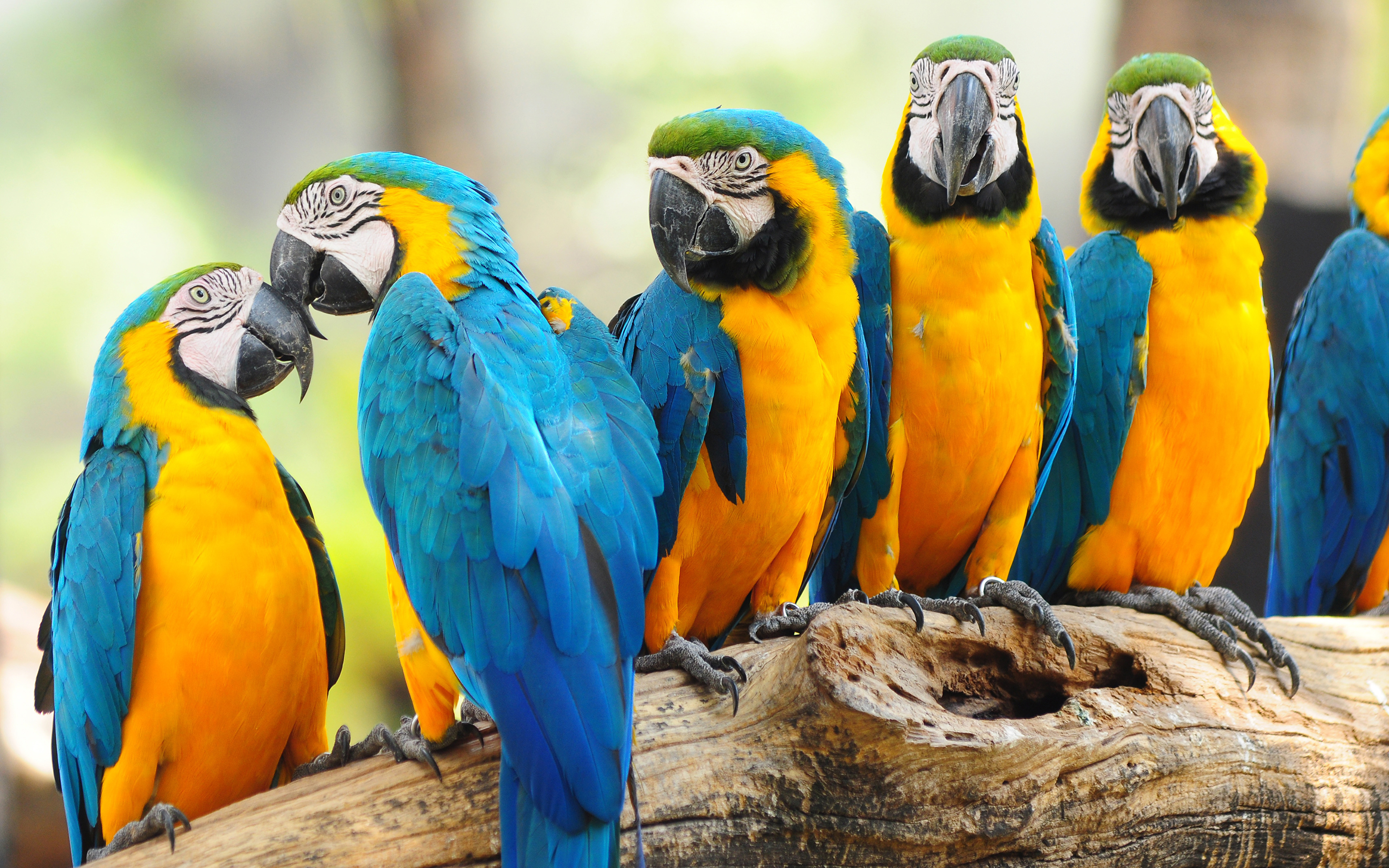 Экзотические группы. Попугай ара. Попугай черноголовый каик. Жёлто-зелёный доминиканский ара. Попугай ара фото.