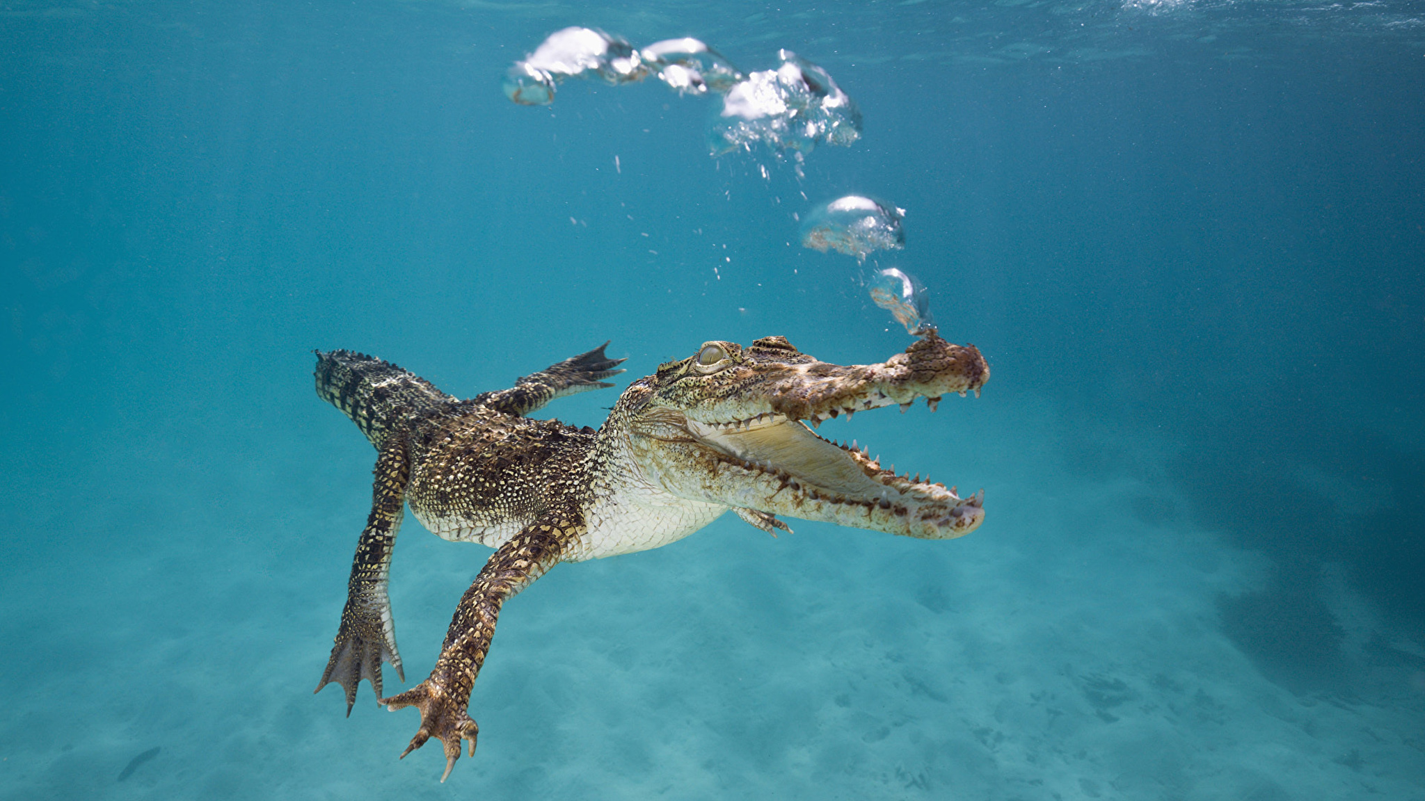 Рептилии живущие в воде. Гребнистый крокодил. Морской гребнистый крокодил. Гребнистый крокодил плывущий. Морской гребнистый крокодил хищник.