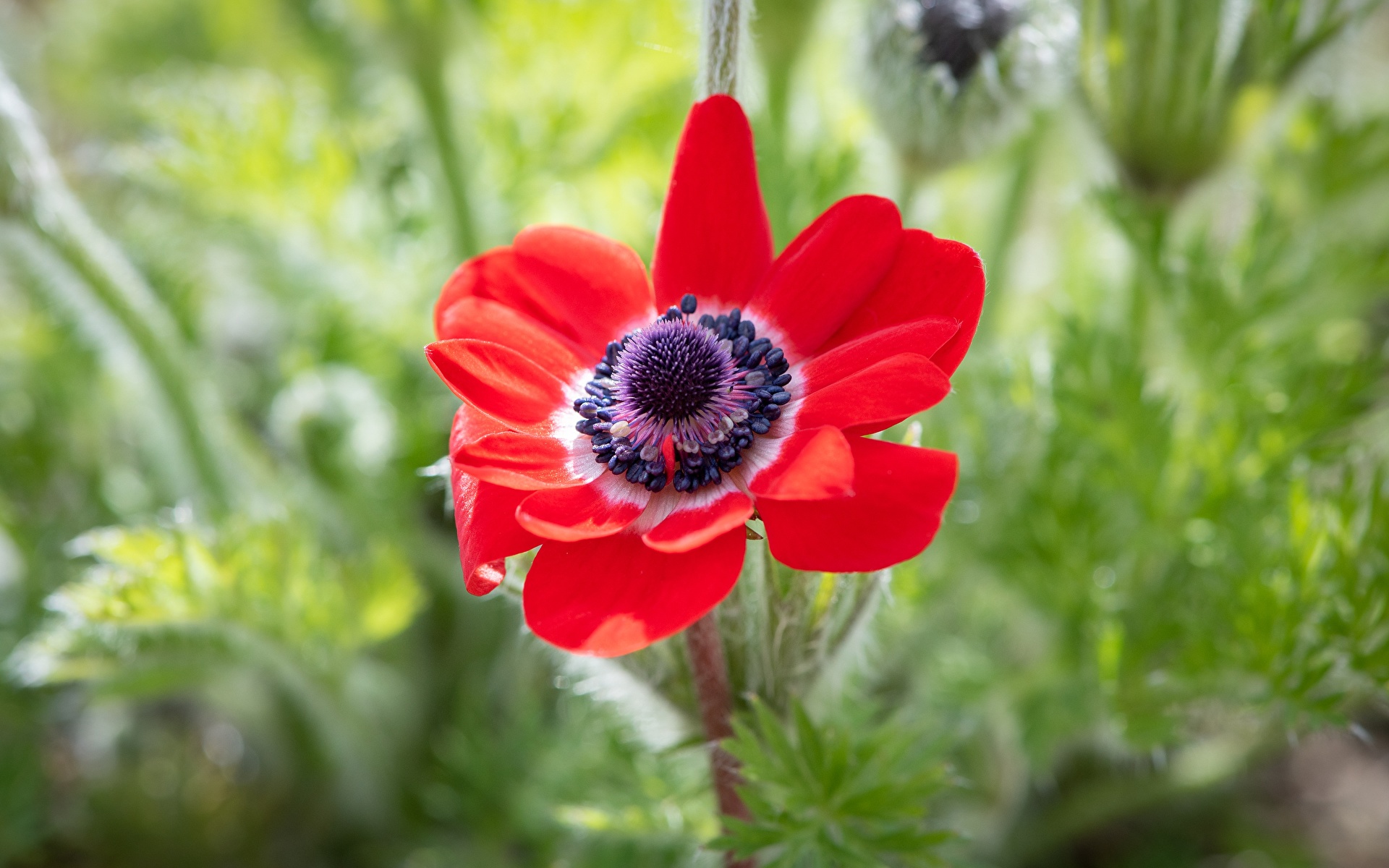 Picture blurred background Red flower Anemones Closeup 1920x1200
