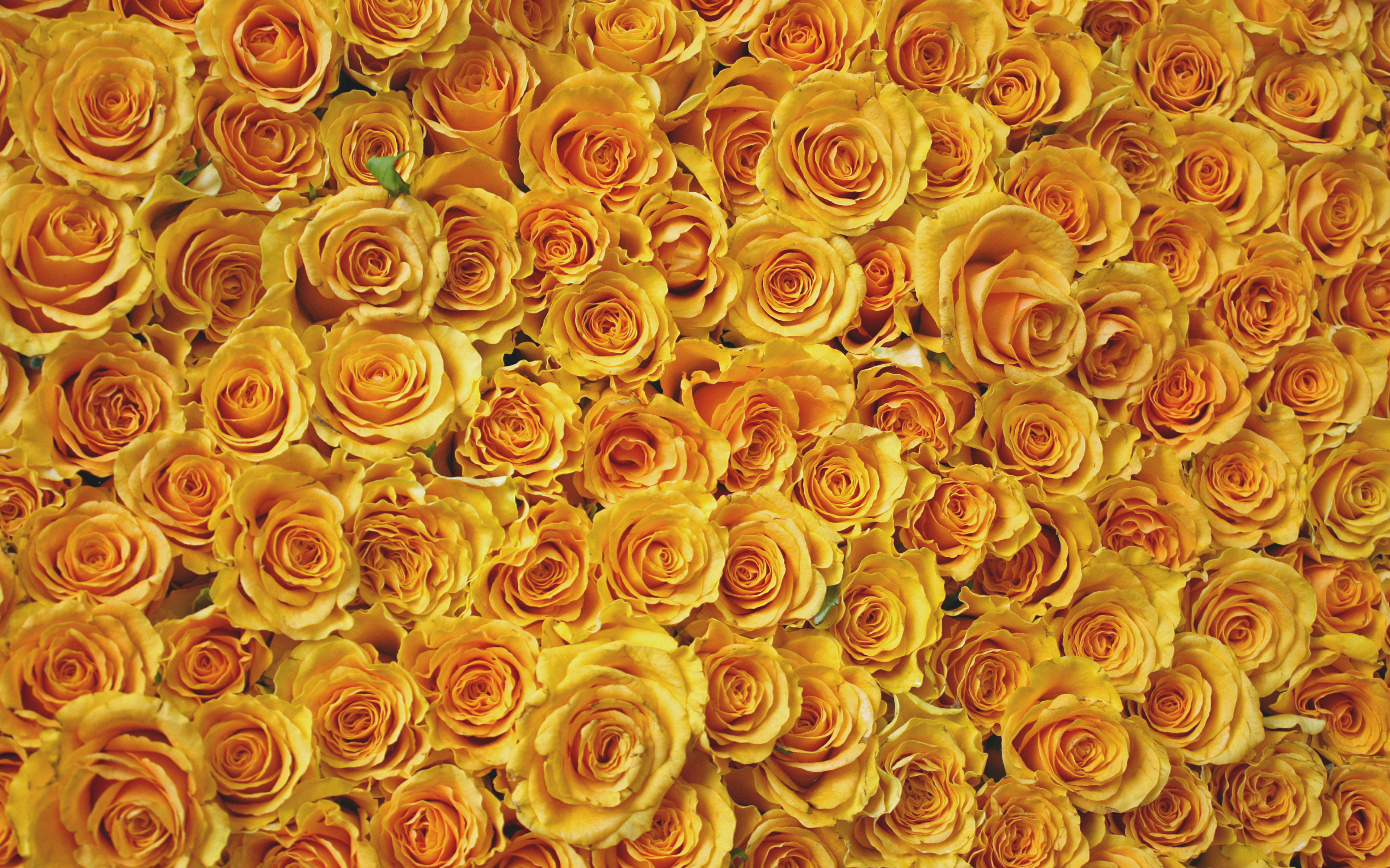 Фон розочки. Еллоу Роуз. Желтые розы. Фон цветы. Розы фон.
