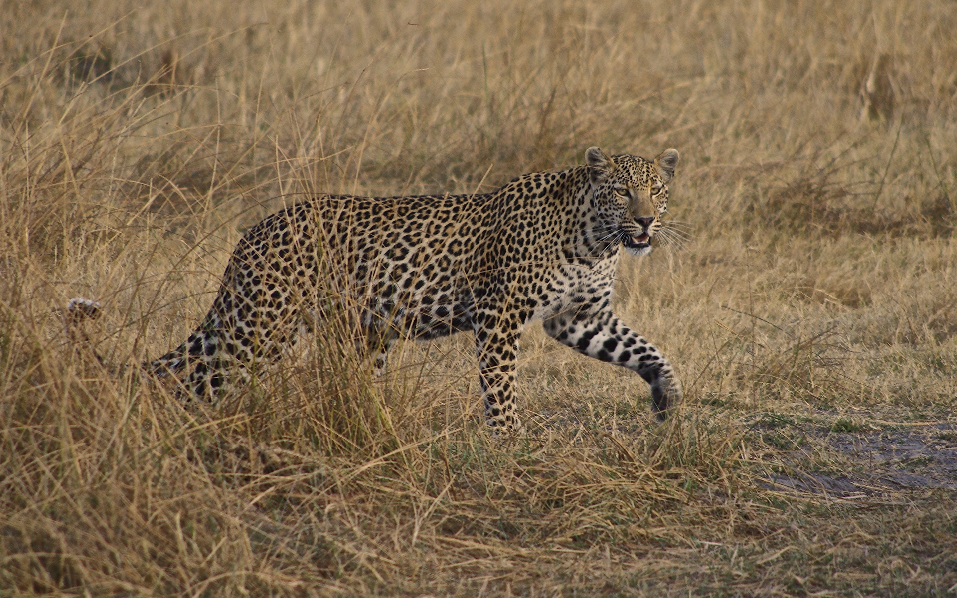 Picture Big Cats Leopards Grass Animal 1920x1200