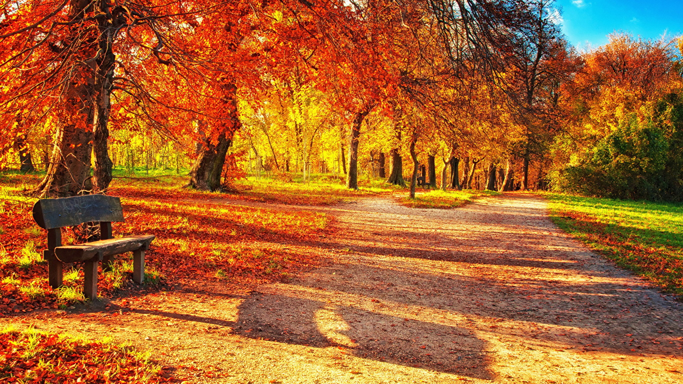 1366x768 Leaves Autumn 1366x768 Resolution HD 4k Wallpapers Images  Backgrounds Photos and Pictures