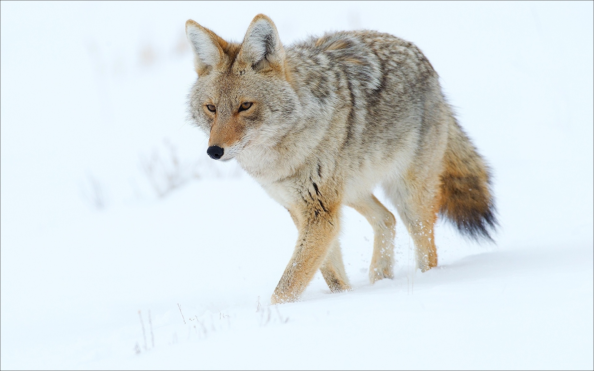 Фотографии волк Снег животное 1920x1200 Волки снега снегу снеге Животные