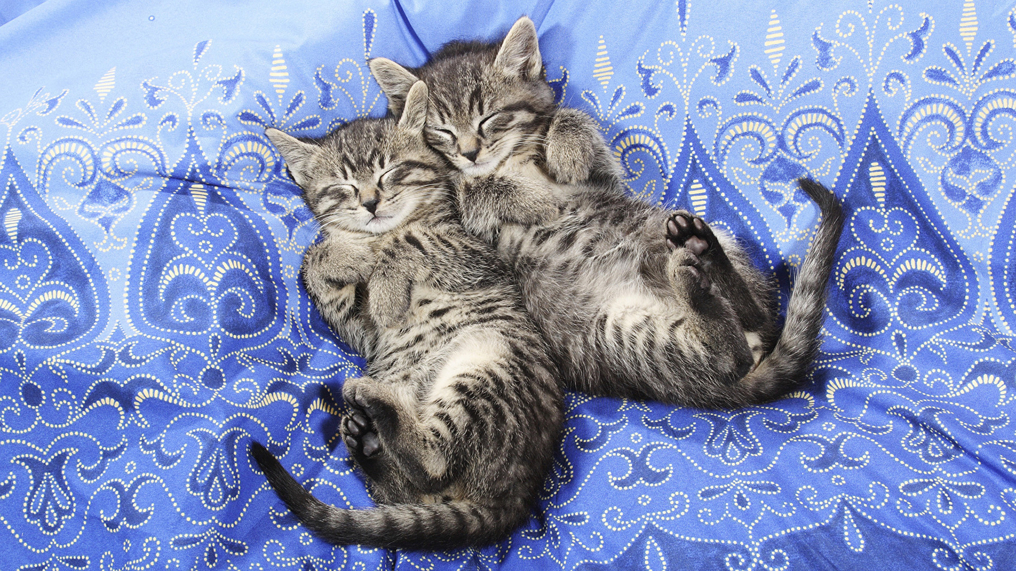 3 котенка спать. Обои с котятами. Кошка с котятами. Картинки на рабочий стол кошки и котята. Живые кошки.