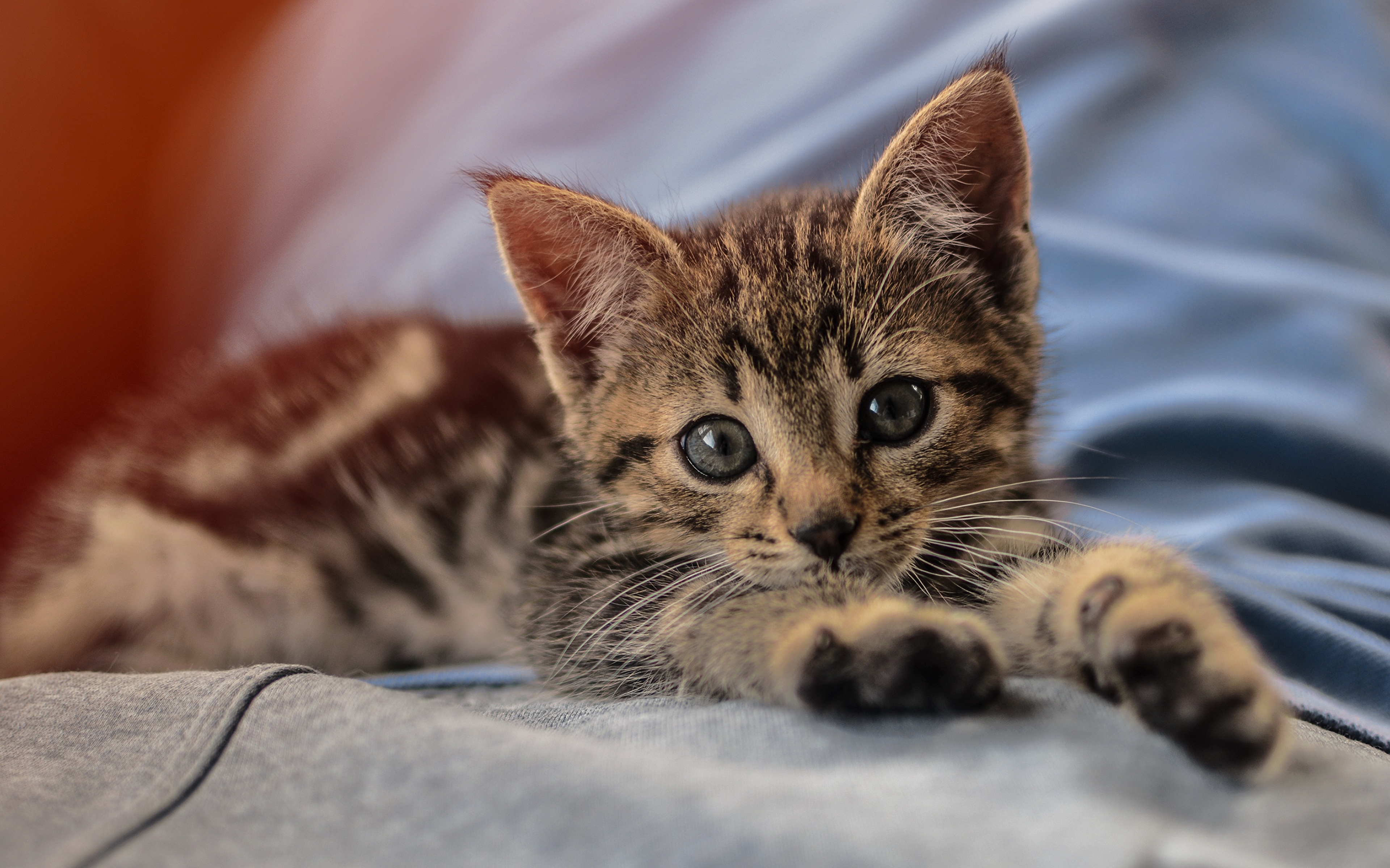 Little kitten. Очаровательные котята. Кошки маленькие. Котенок лежит. Маленьких миленьких котиков.