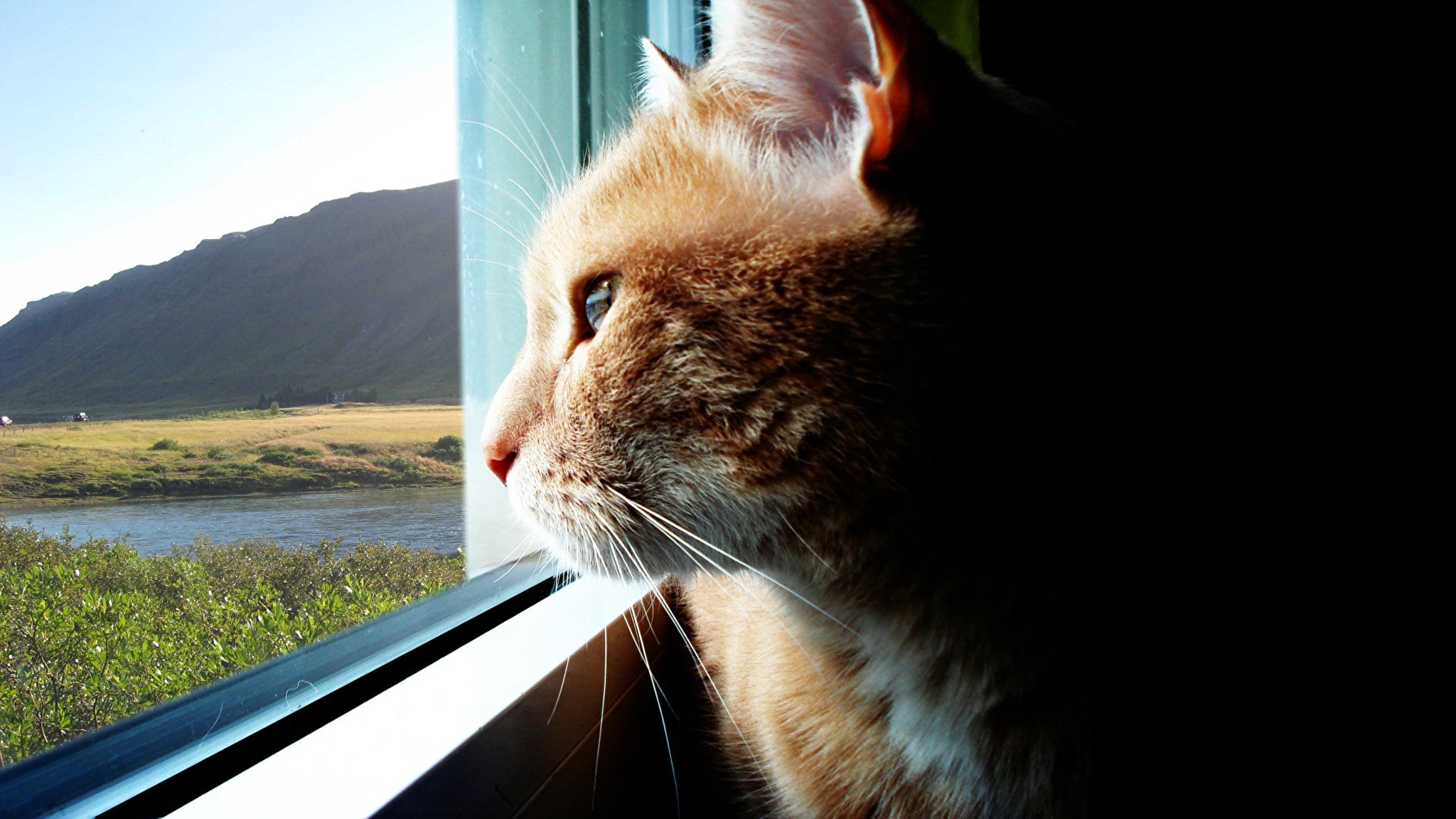 Мечтающая кошка. Котик у окна. Кот на окне. Коты в окне. Кошки на окошке.