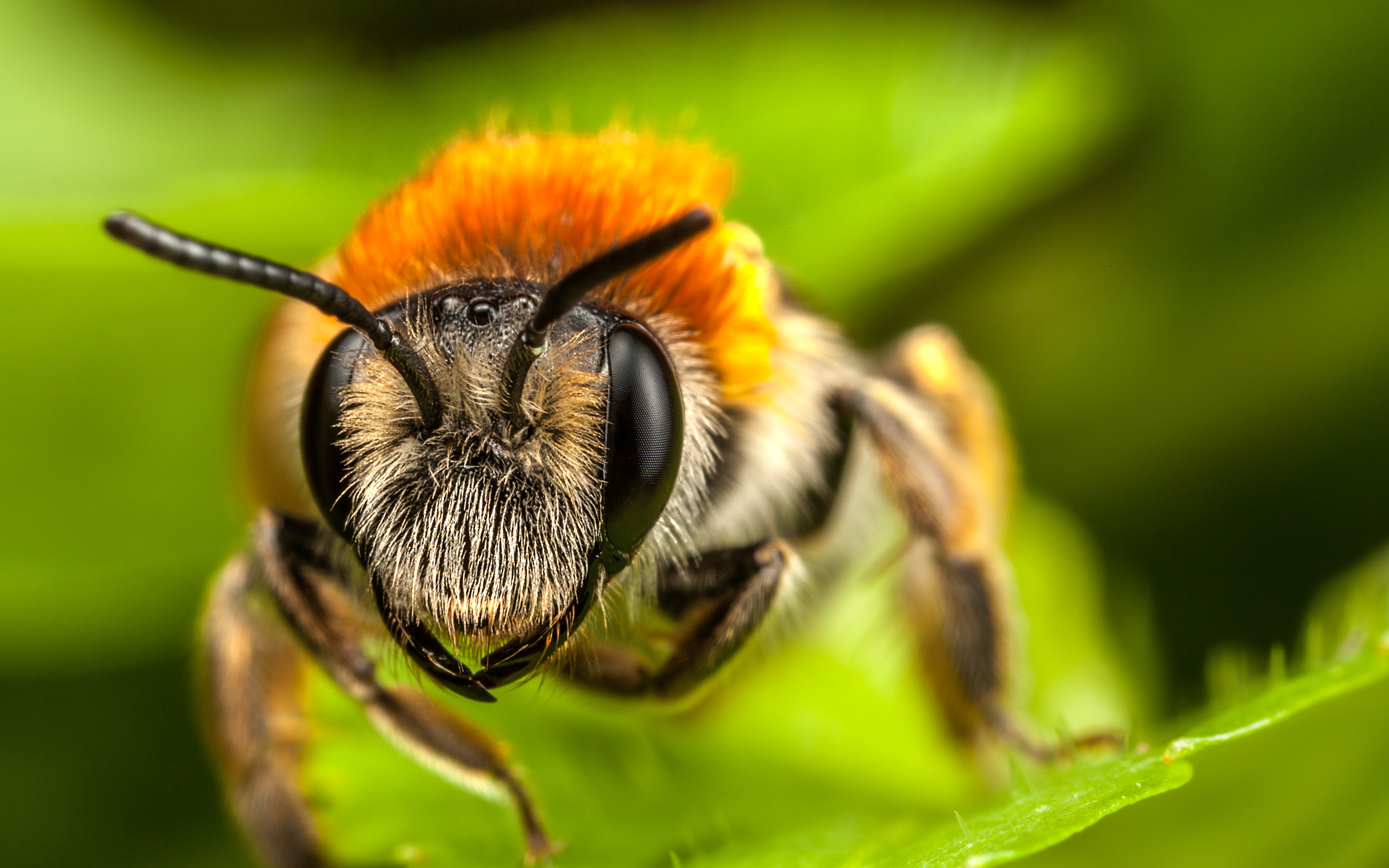 Foto Bijen Insecten Macro een dier van dichtbij 3840x2400 bij macrofotografie Dieren Close-up