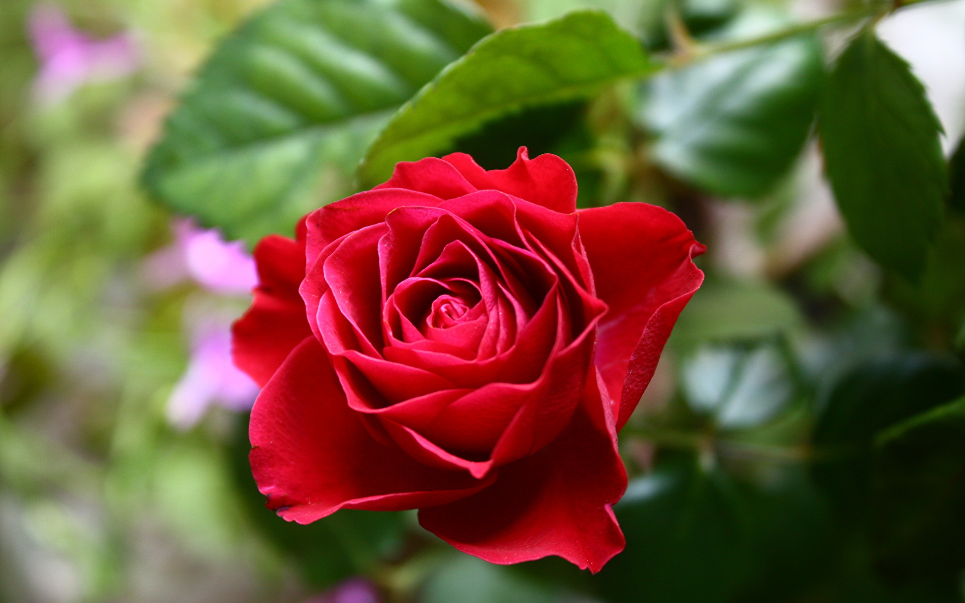 Bilder ros Röd blomma Närbild 1920x1200 Rosor Blommor