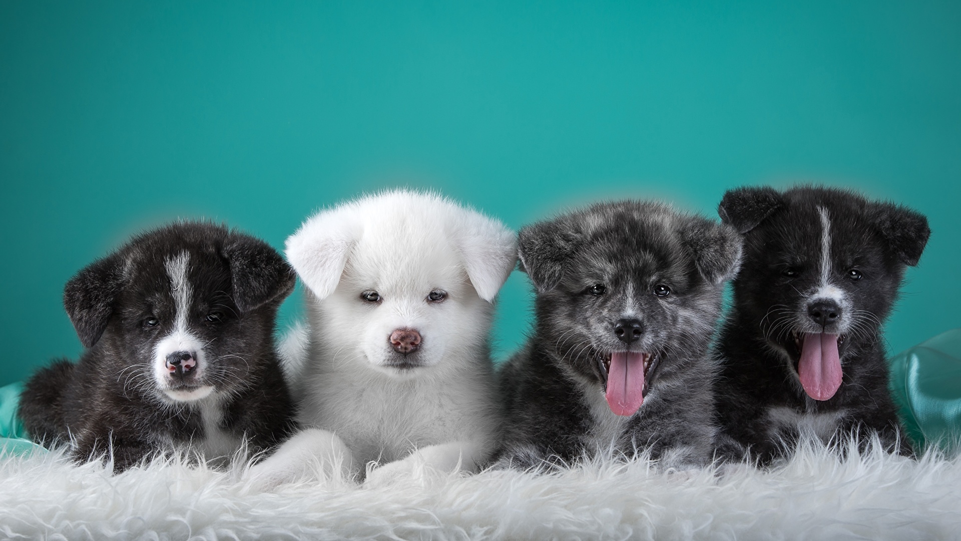 壁紙 19x1080 イヌ 子犬 秋田犬 動物 ダウンロード 写真