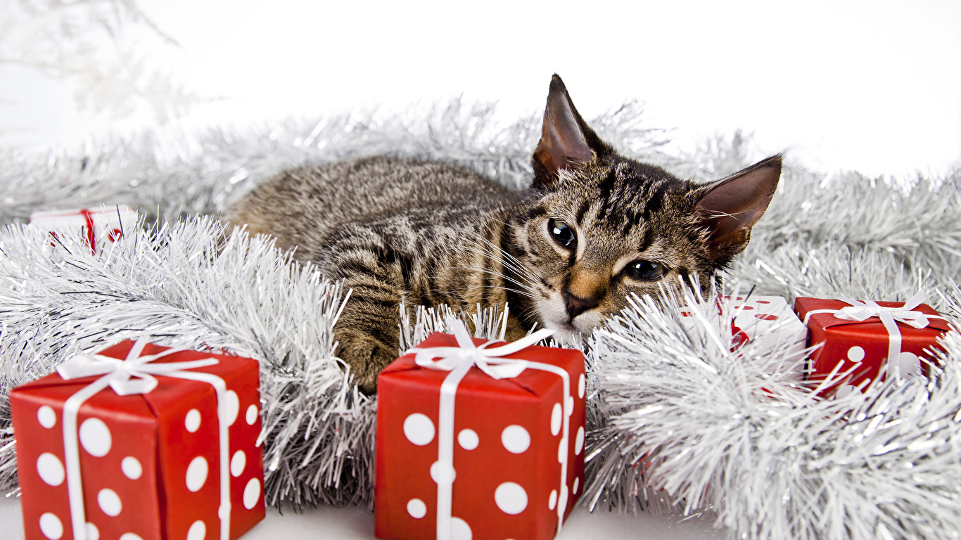 Pictures cat Christmas Cube Gifts Animals 1366x768