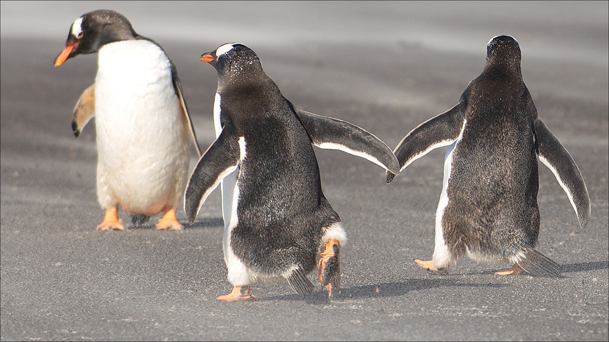 Был неуклюж толстый выше обыкновенного. Веселый Пингвин. Прикольные пингвины. Пингвин бежит. Пингвин фото.