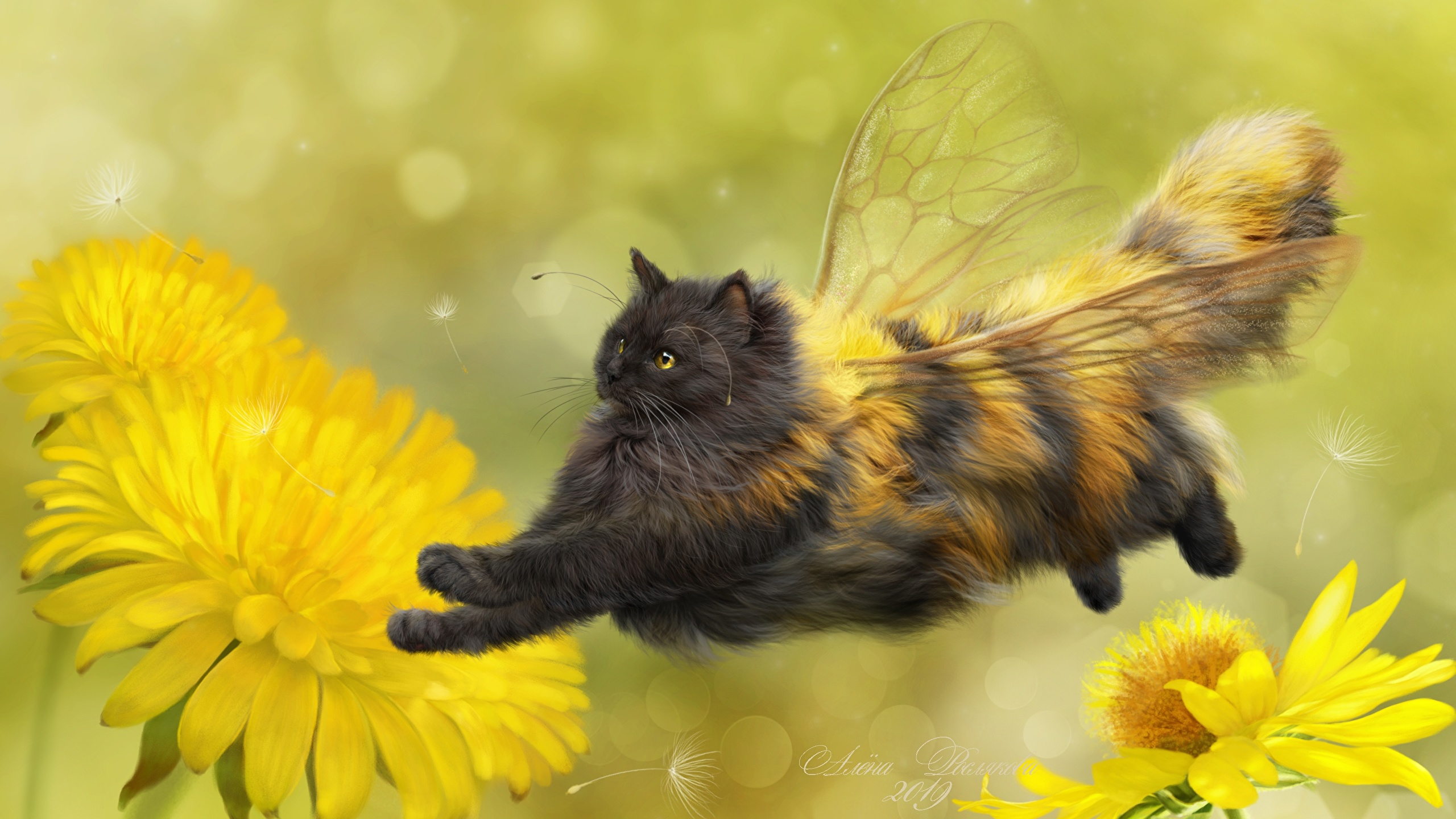 Photo cat Bees Wings Creative Taraxacum Flight animal 2560x1440