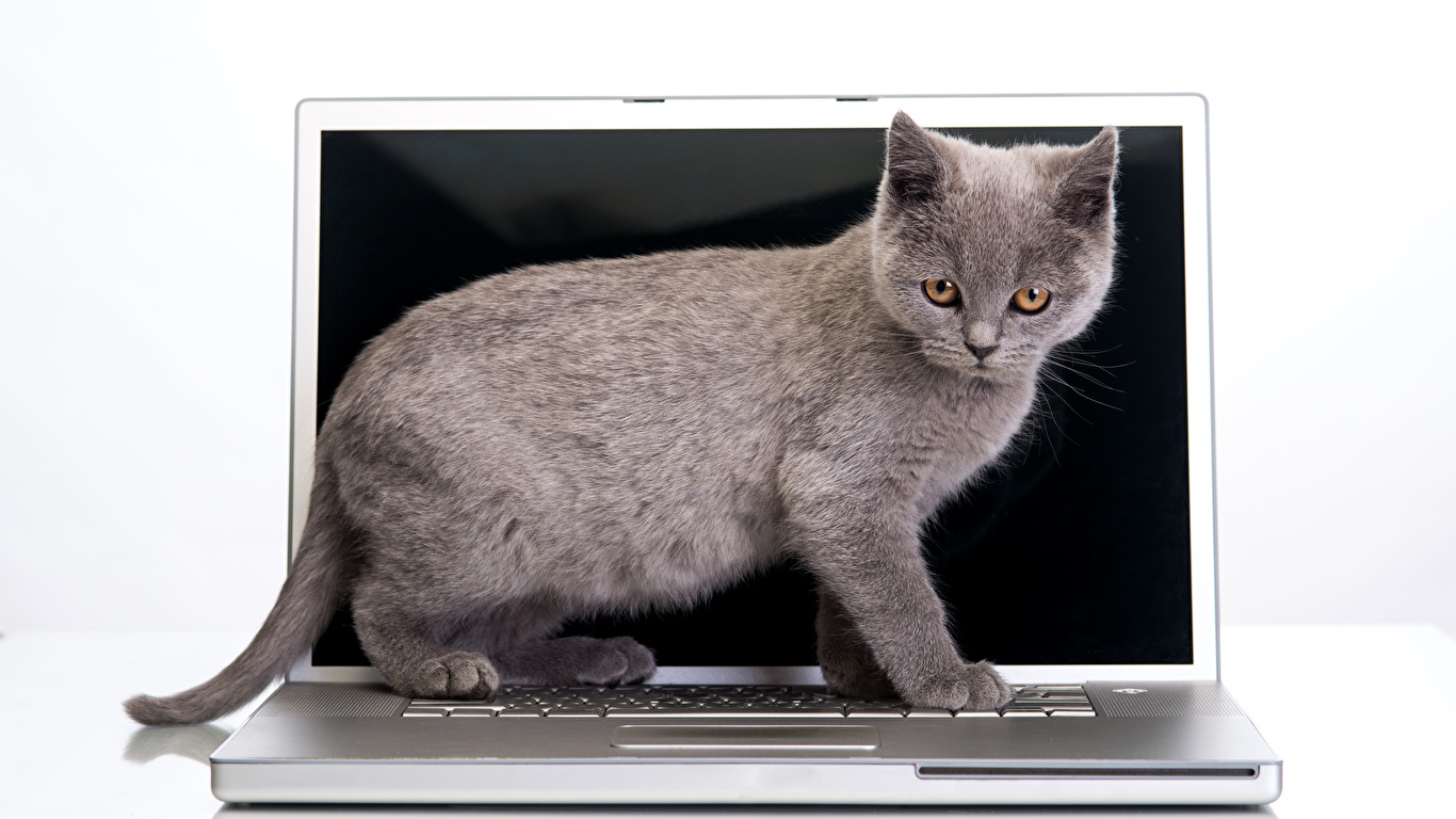 壁紙 1366x768 飼い猫 白背景 ノートパソコン 子猫 動物 ダウンロード 写真