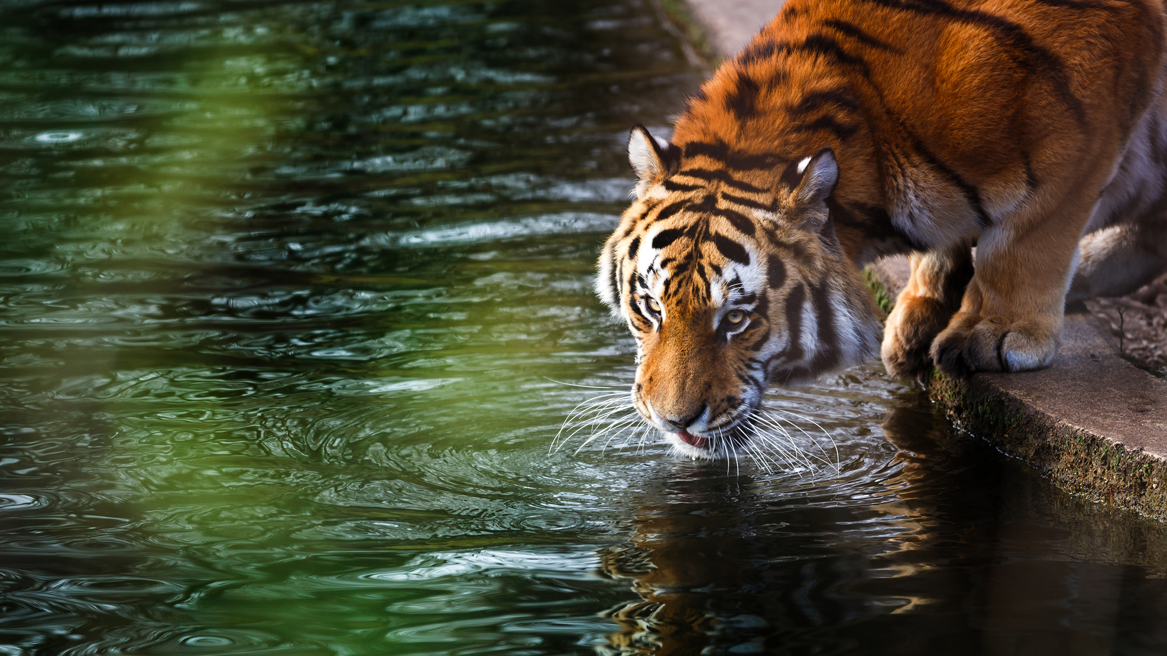 Photo Tigers Big cats Drinking water Water animal 3840x2160